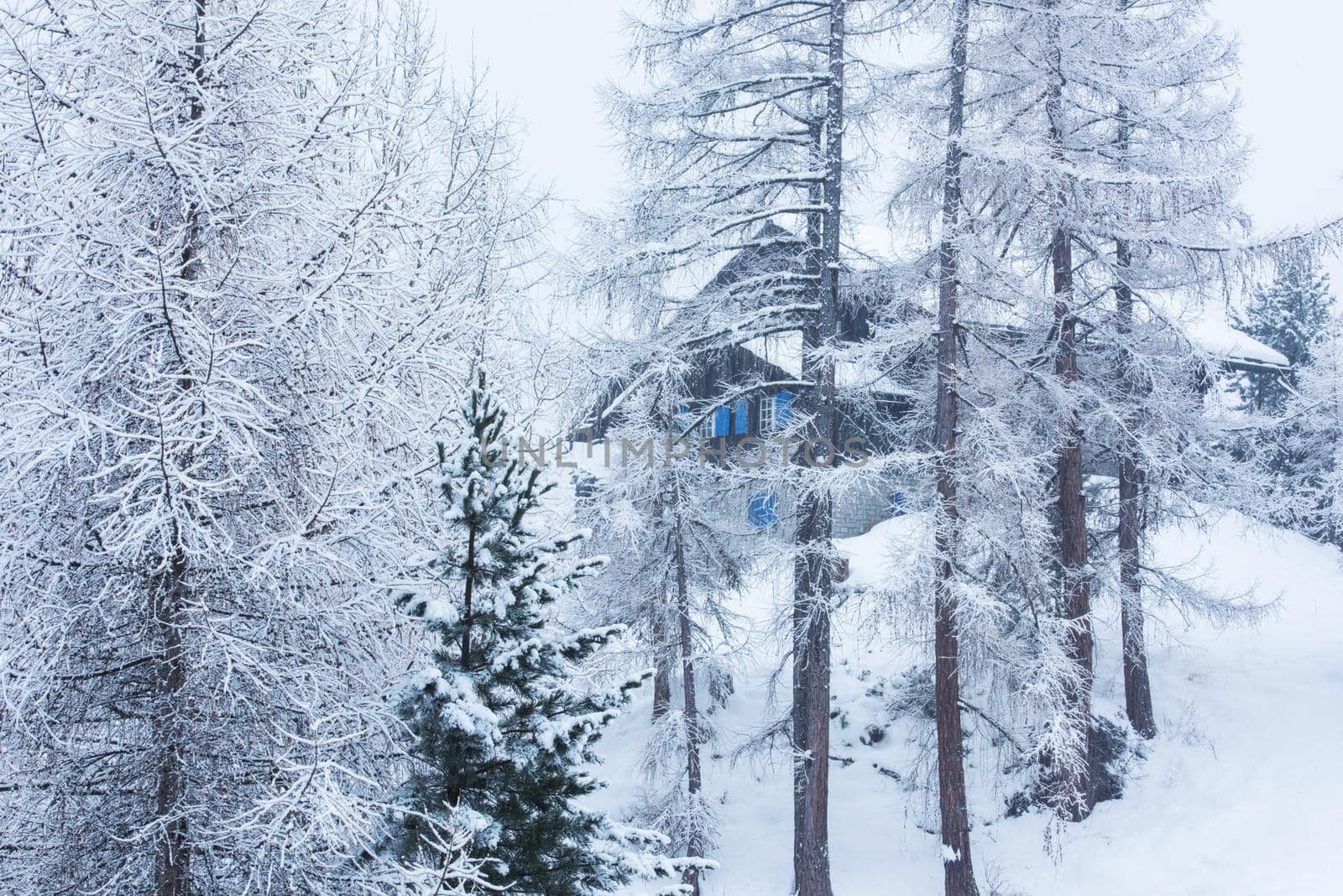 Winter landscape with Village house hidden behind the trees and covered with snow.