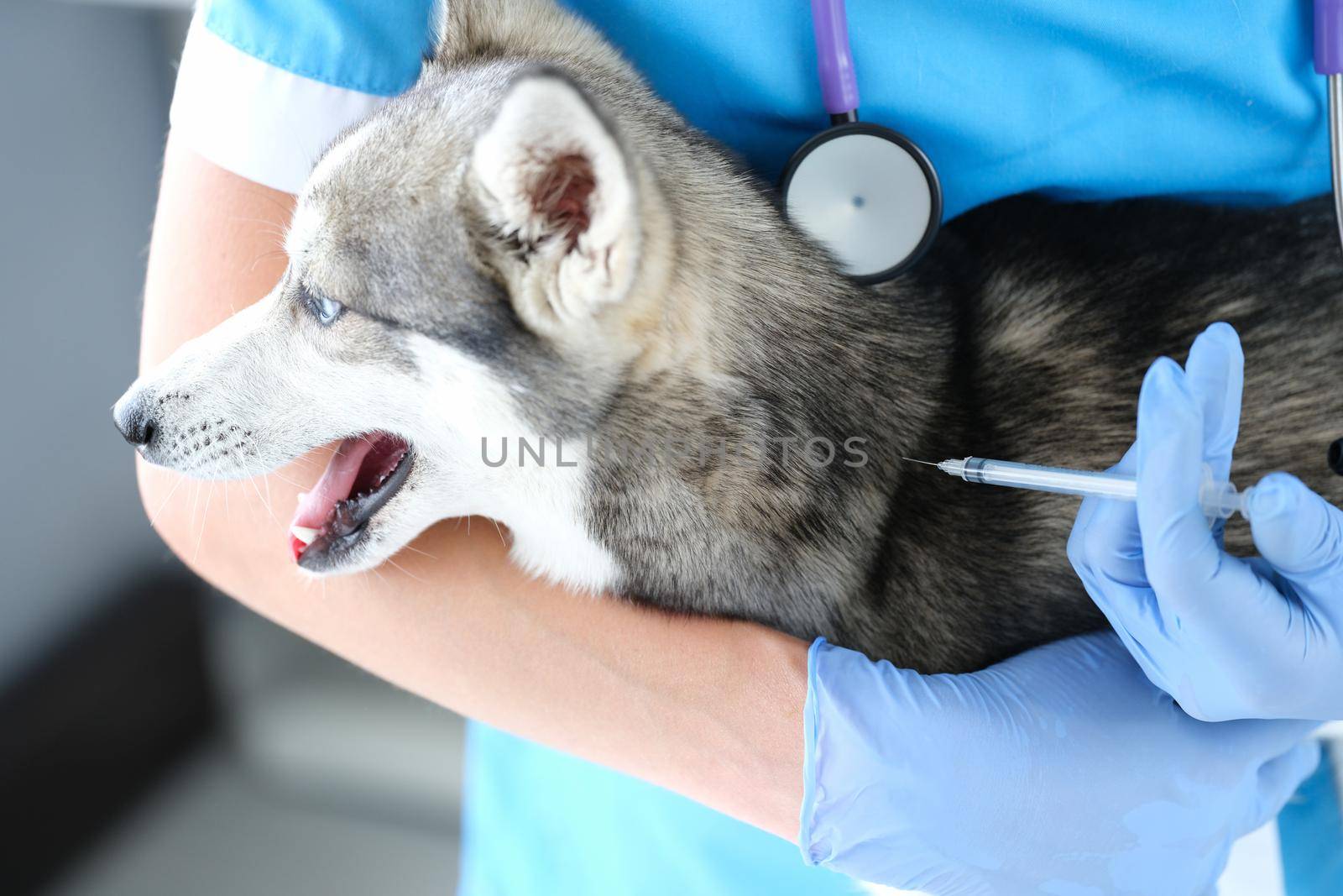 Doctor veterinarian giving injection to dog in clinic by kuprevich