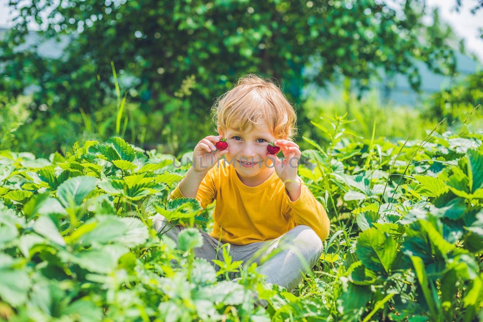 Happy caucasian little boy picking and eating strawberries on berry farm in summer by galitskaya