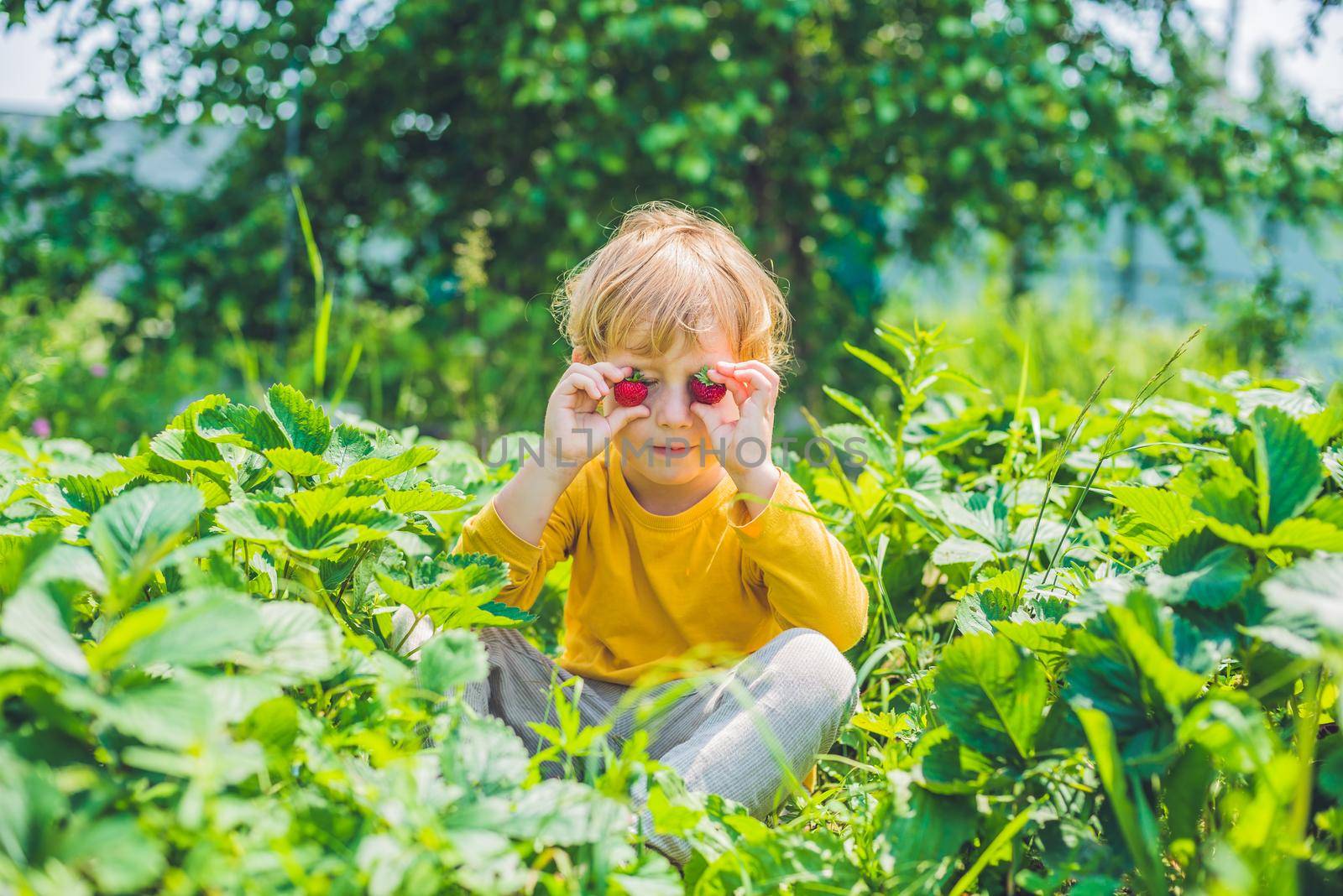 Happy caucasian little boy picking and eating strawberries on berry farm in summer by galitskaya