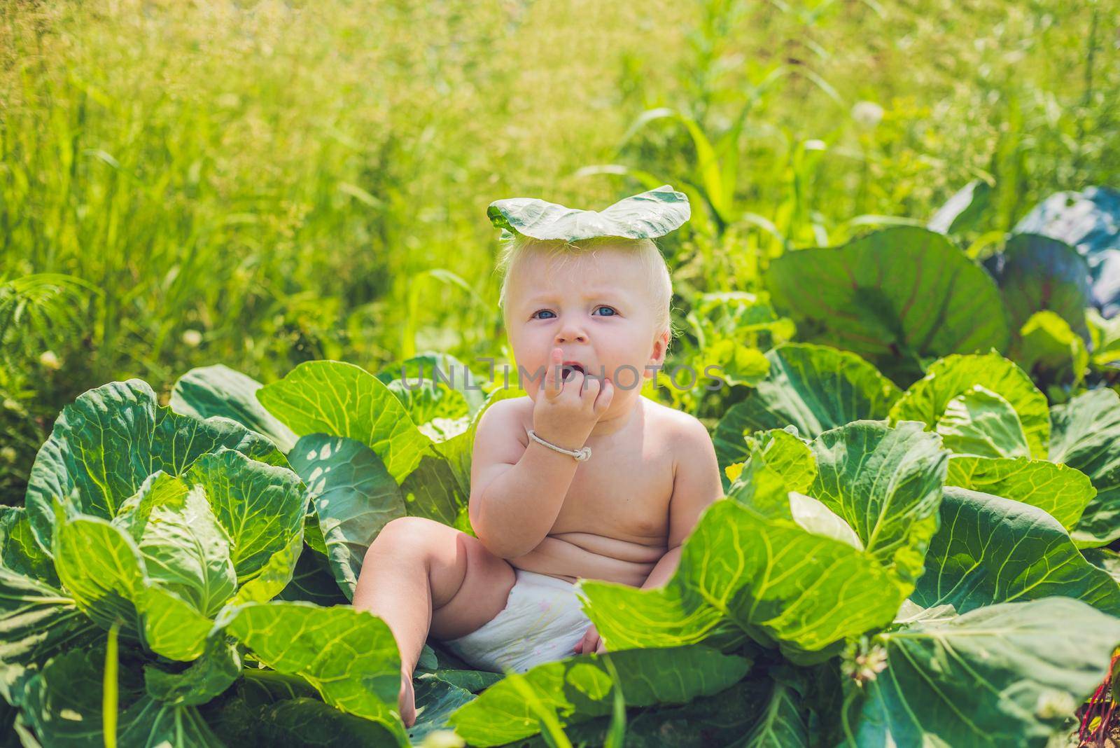 A baby sitting among the cabbage. Children are found in cabbage.