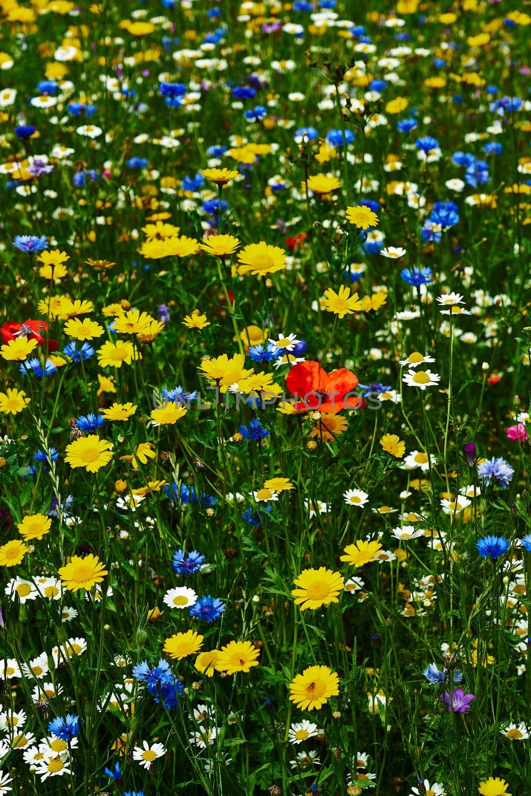 Multi coloured wild flowers with a green background