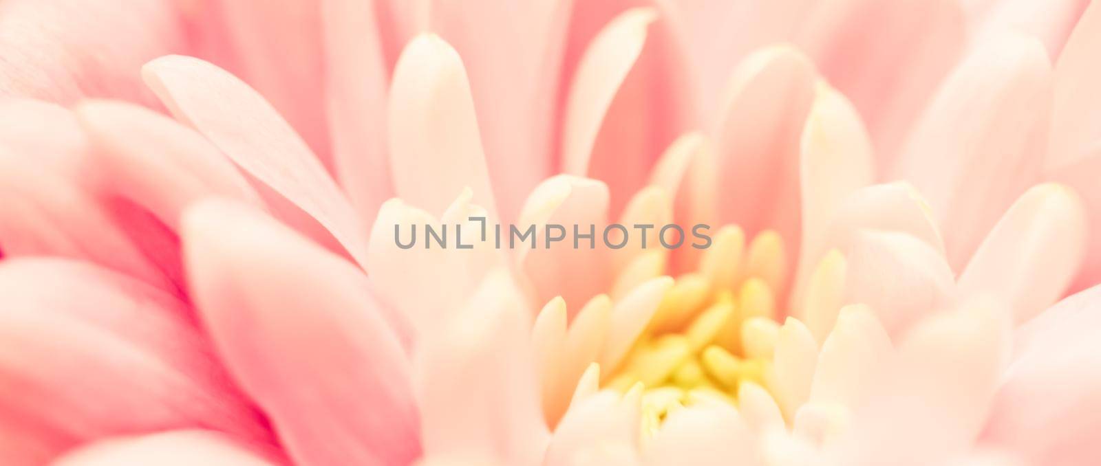 Retro art, vintage card and botanical concept - Abstract floral background, pink chrysanthemum flower. Macro flowers backdrop for holiday brand design