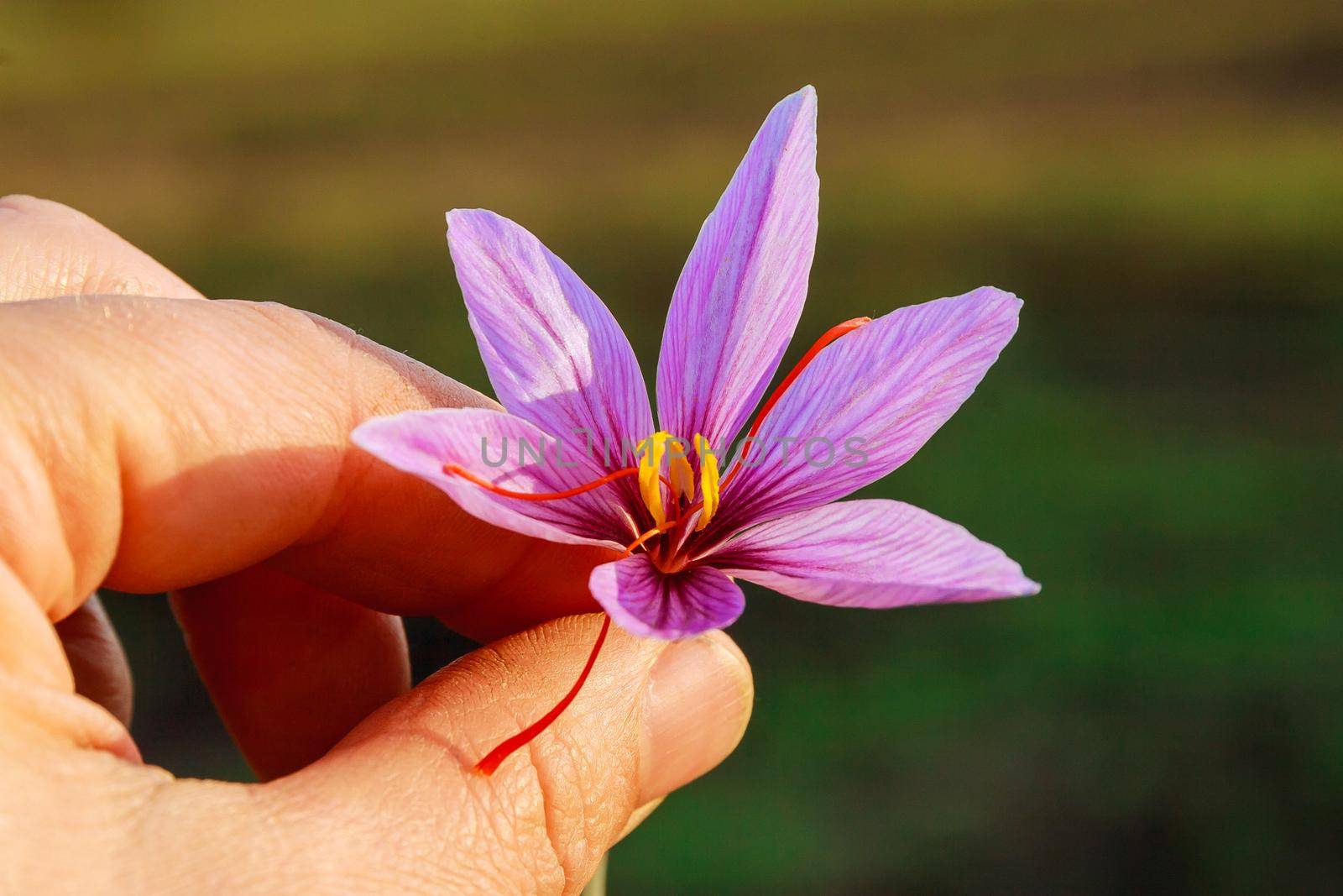 Freshly cut saffron flower in man hand. Purple crocus flower with red stamens.