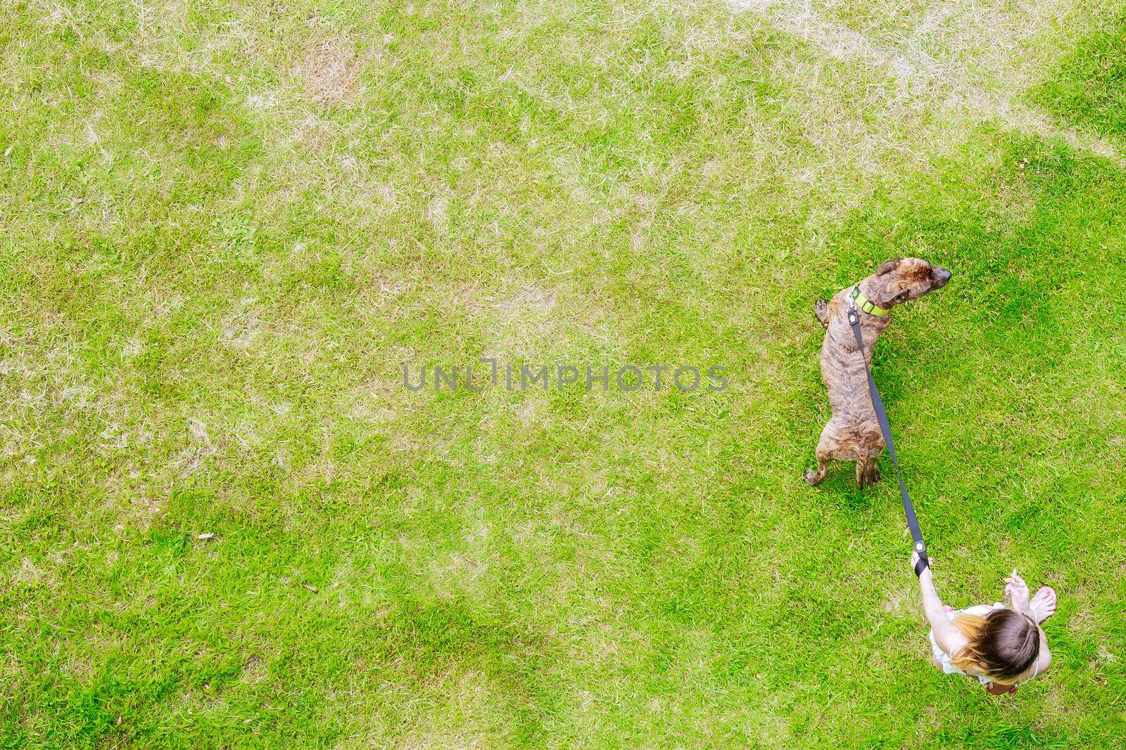 The owner and the dog are walking on the grass on a summer day. Grass background for text. Copy space. Blur.