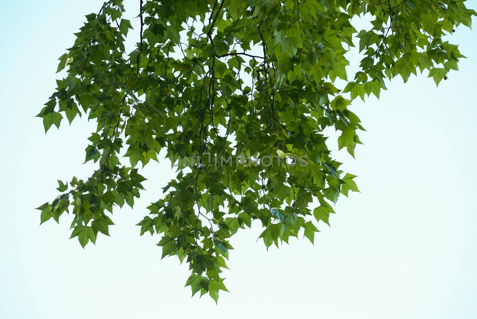 tree branches with blue sky in background and fresh spring leafs close up ready for double exposure mask selection