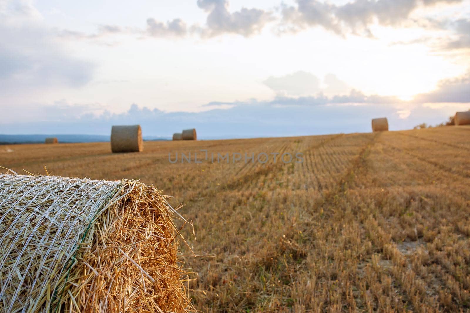 Straw bales, strongly twisted, lie on the field, side view,