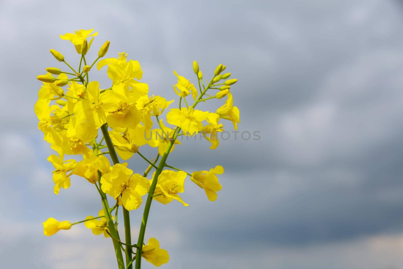 Yellow rapeseed flowers on a background of blue sky. Close-up of flowering rapeseed in summer.