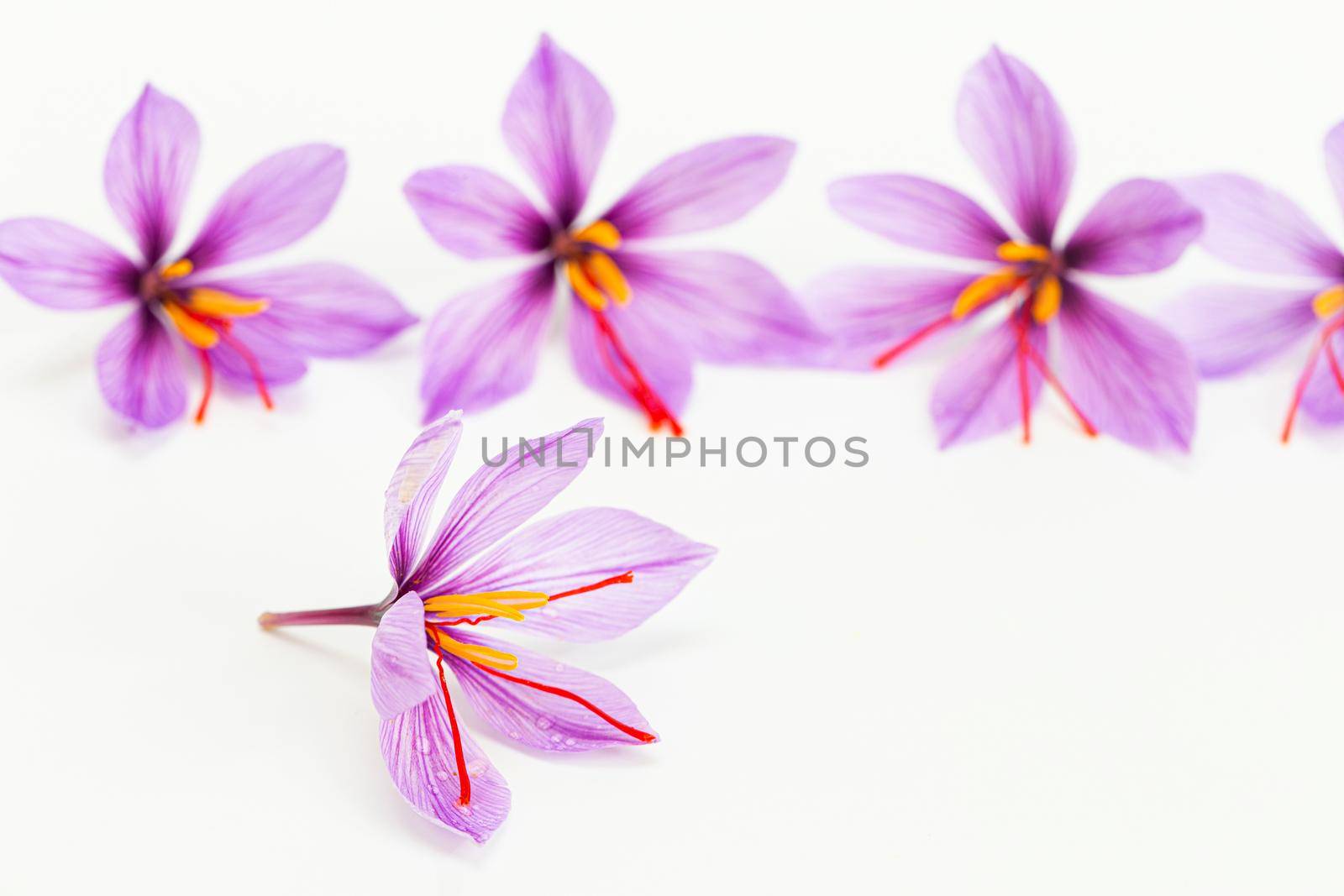 saffron flower bloomed on a white background, the stamens protrude from the crocus