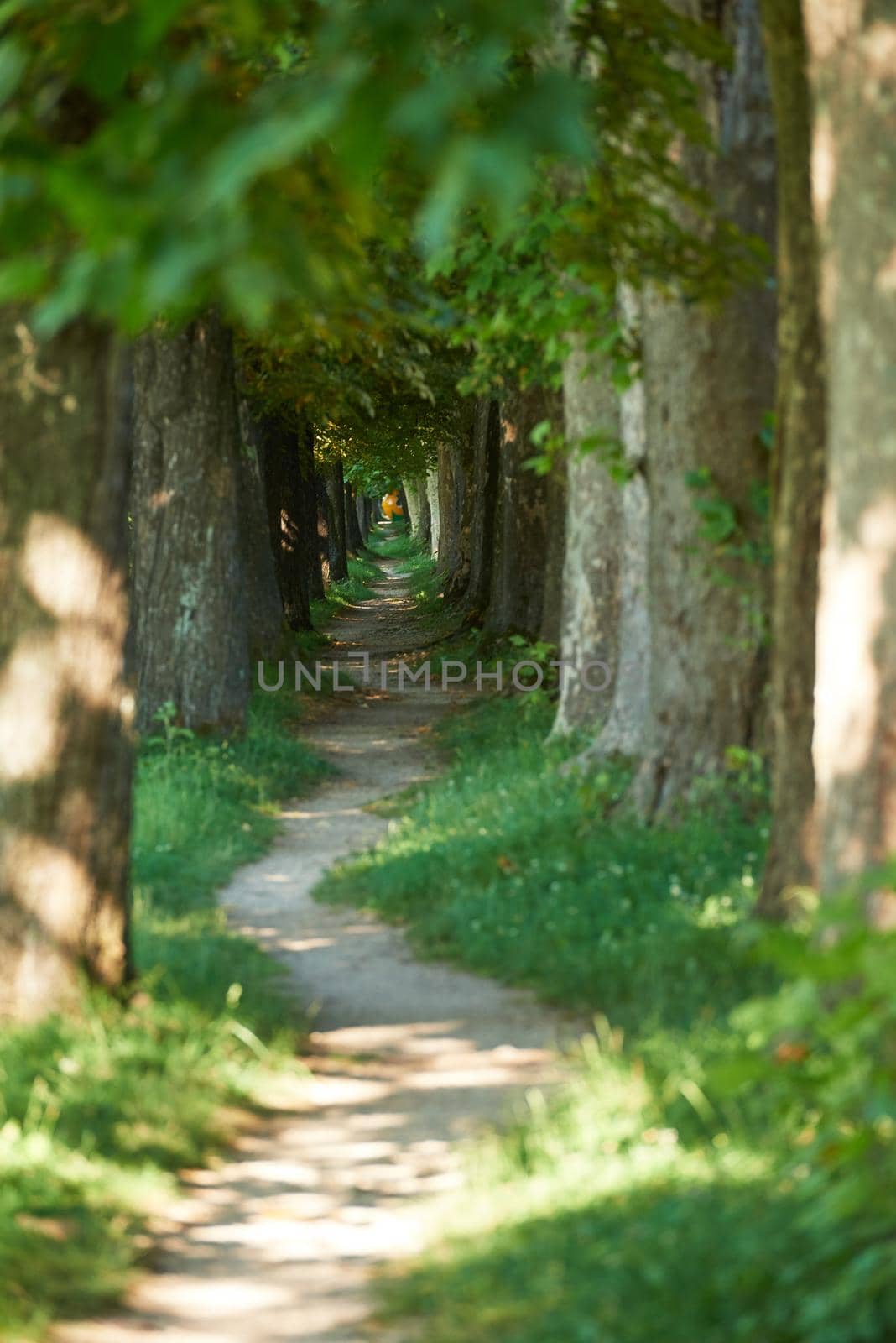 country road trought tree  alley in the park fresh  morning at spring nature landscape