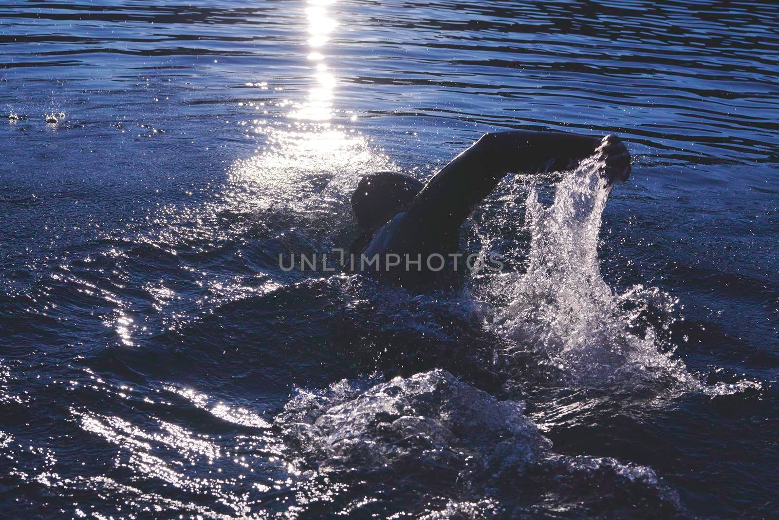 triathlon athlete swimming on lake in sunrise  wearing wetsuit by dotshock