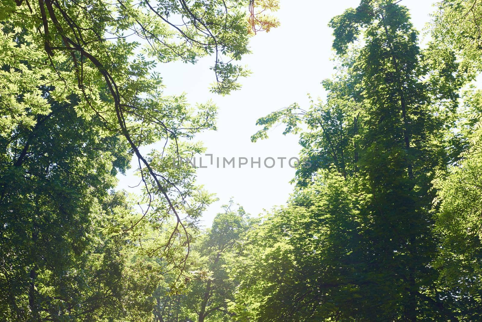 green tree brances frame corner  with blue sky and sun flare in background