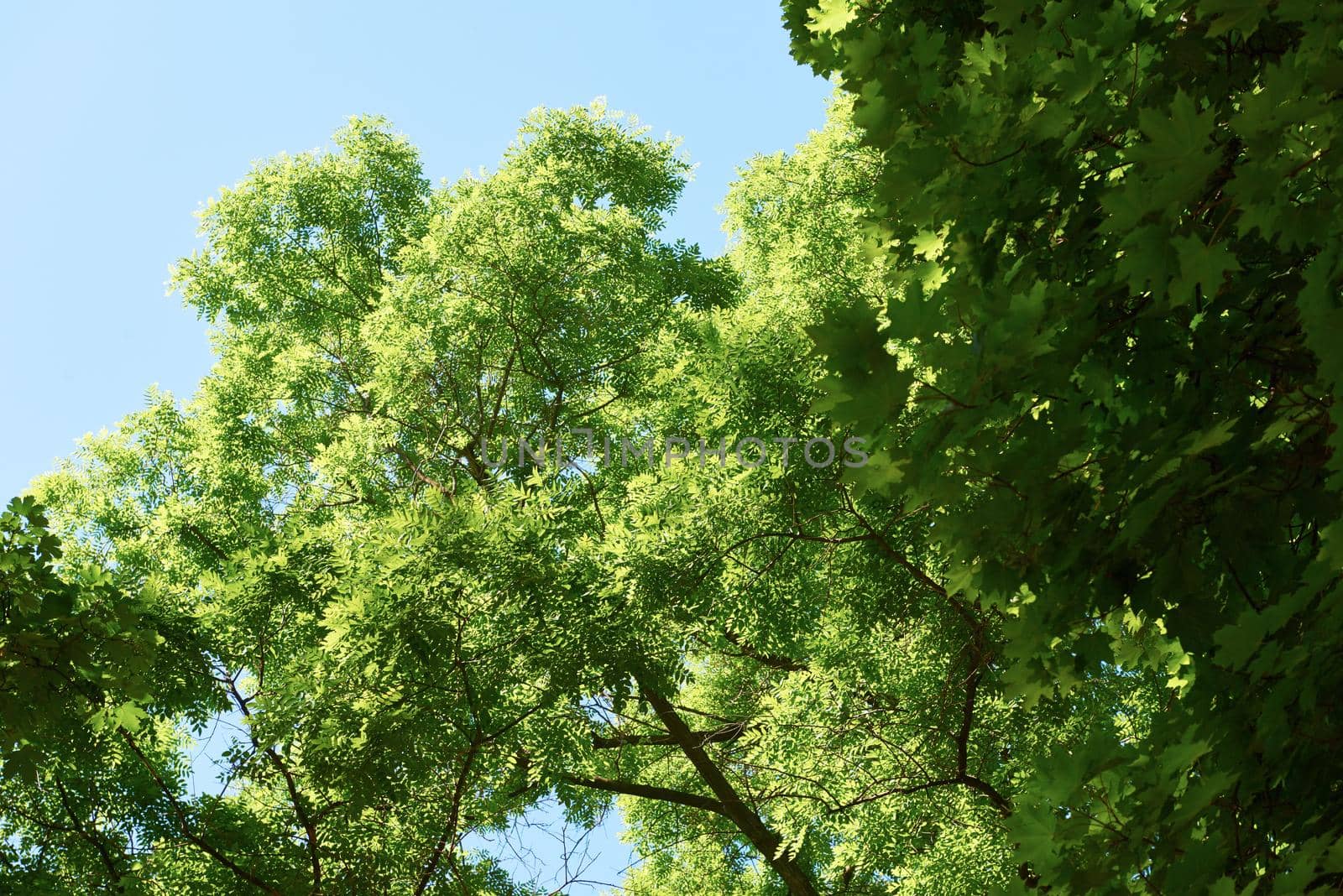 green tree brances frame corner  with blue sky and sun flare in background