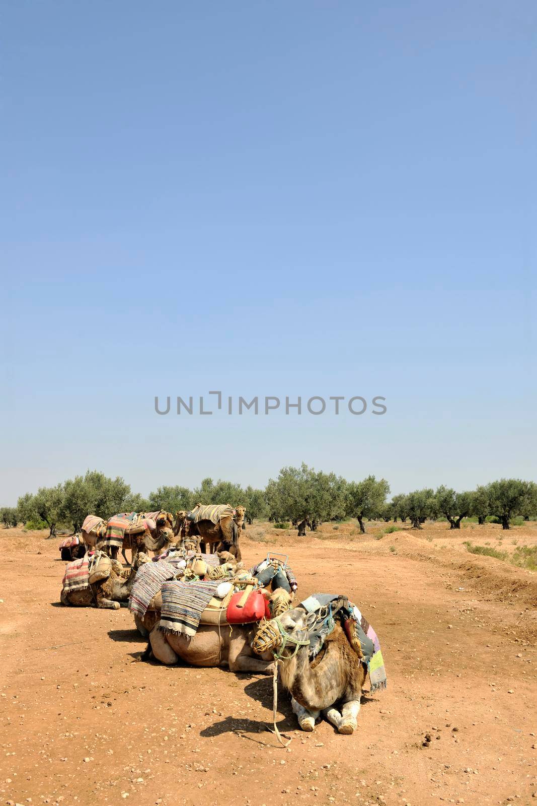 wild camel animal on tourist safari tour