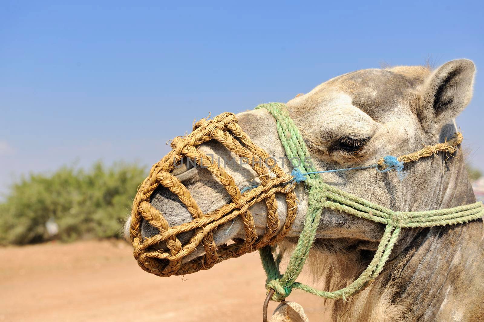 wild camel animal on tourist safari tour