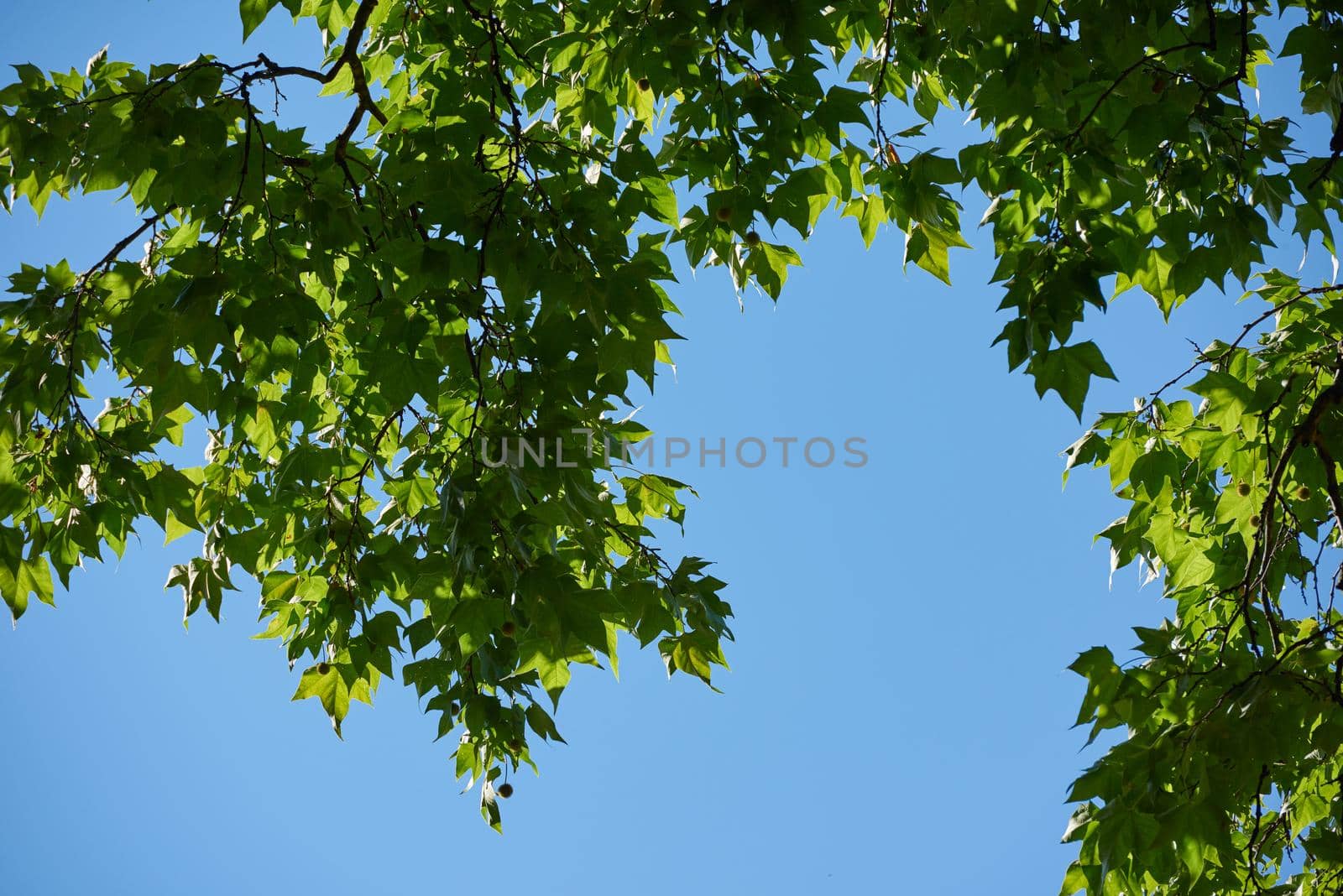 tree branches with blue sky in background and fresh spring leafs close up ready for double exposure mask selection