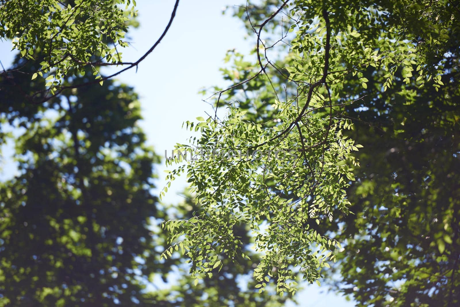 green tree brances frame corner  with blue sky and sun flare in background