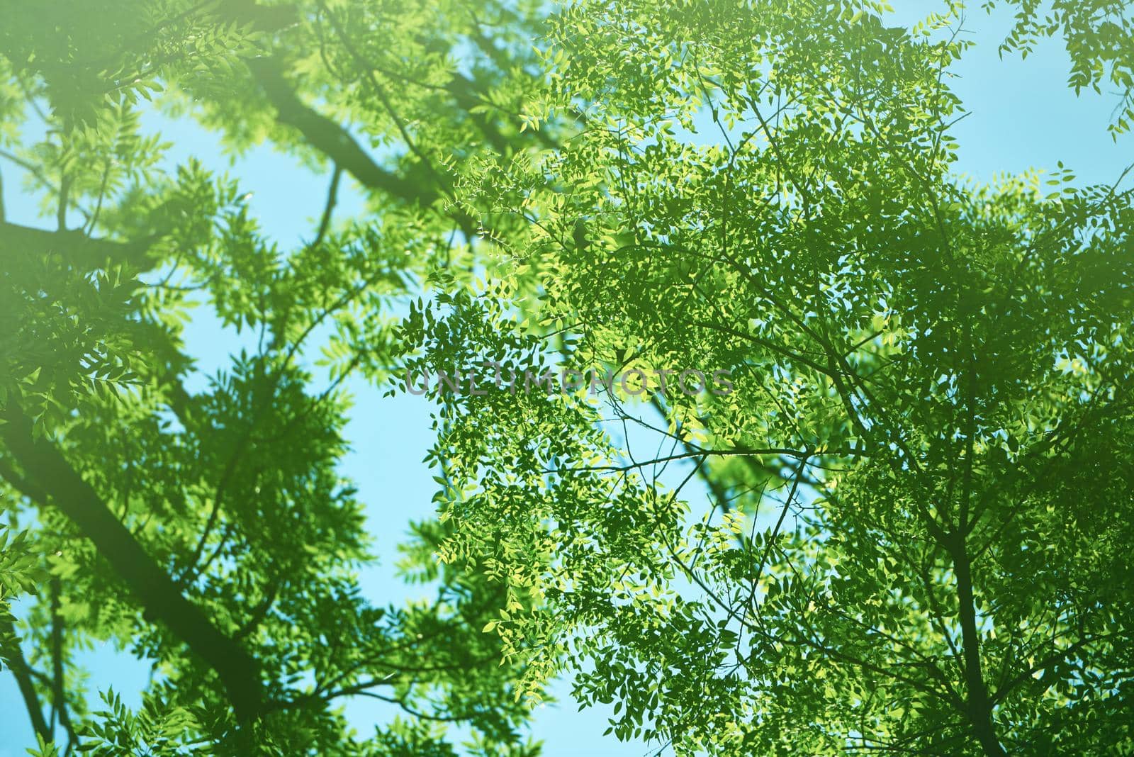 green tree brances frame corner  with blue sky and sun flare in background