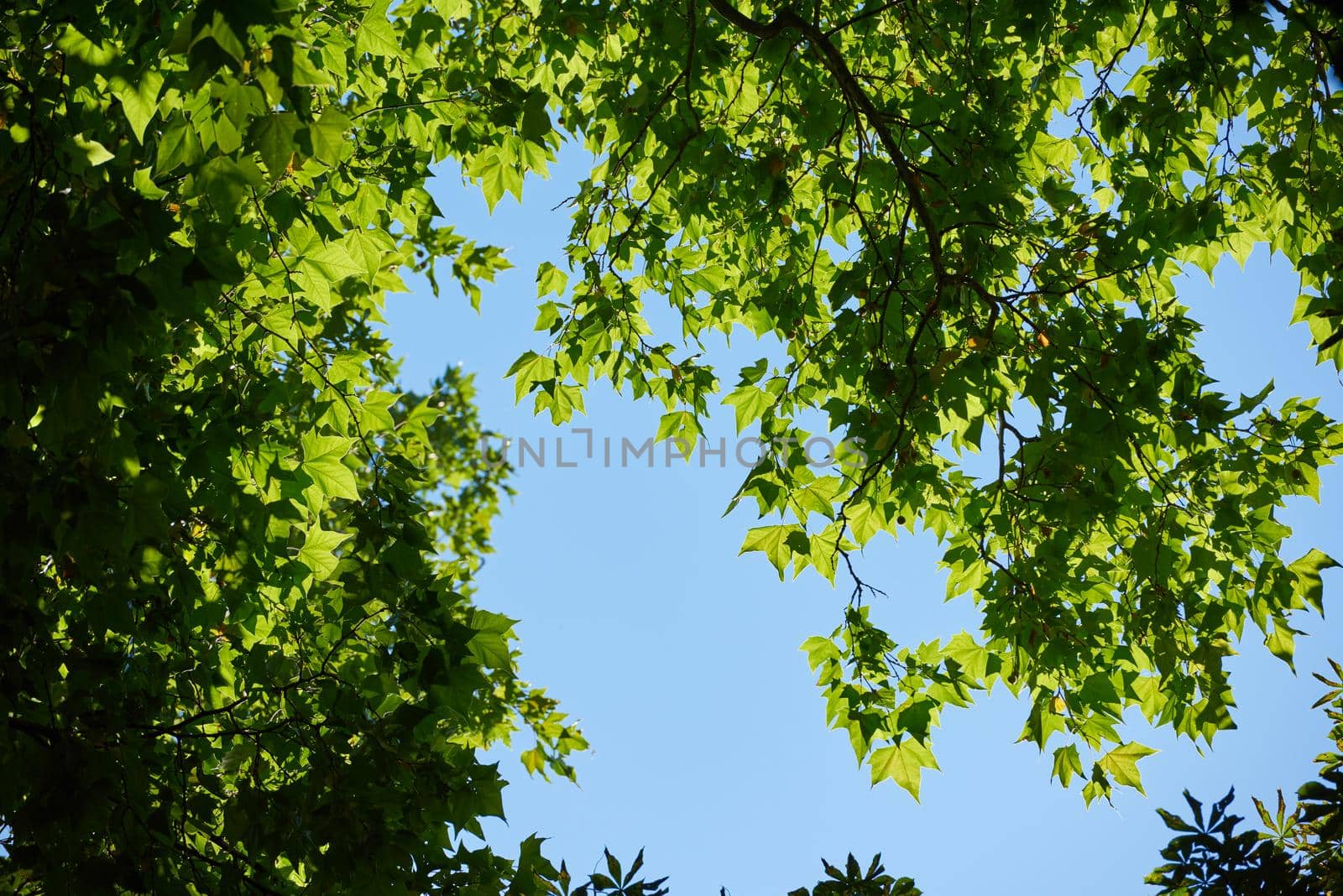 tree branches with blue sky in background and fresh spring leafs close up ready for double exposure mask selection