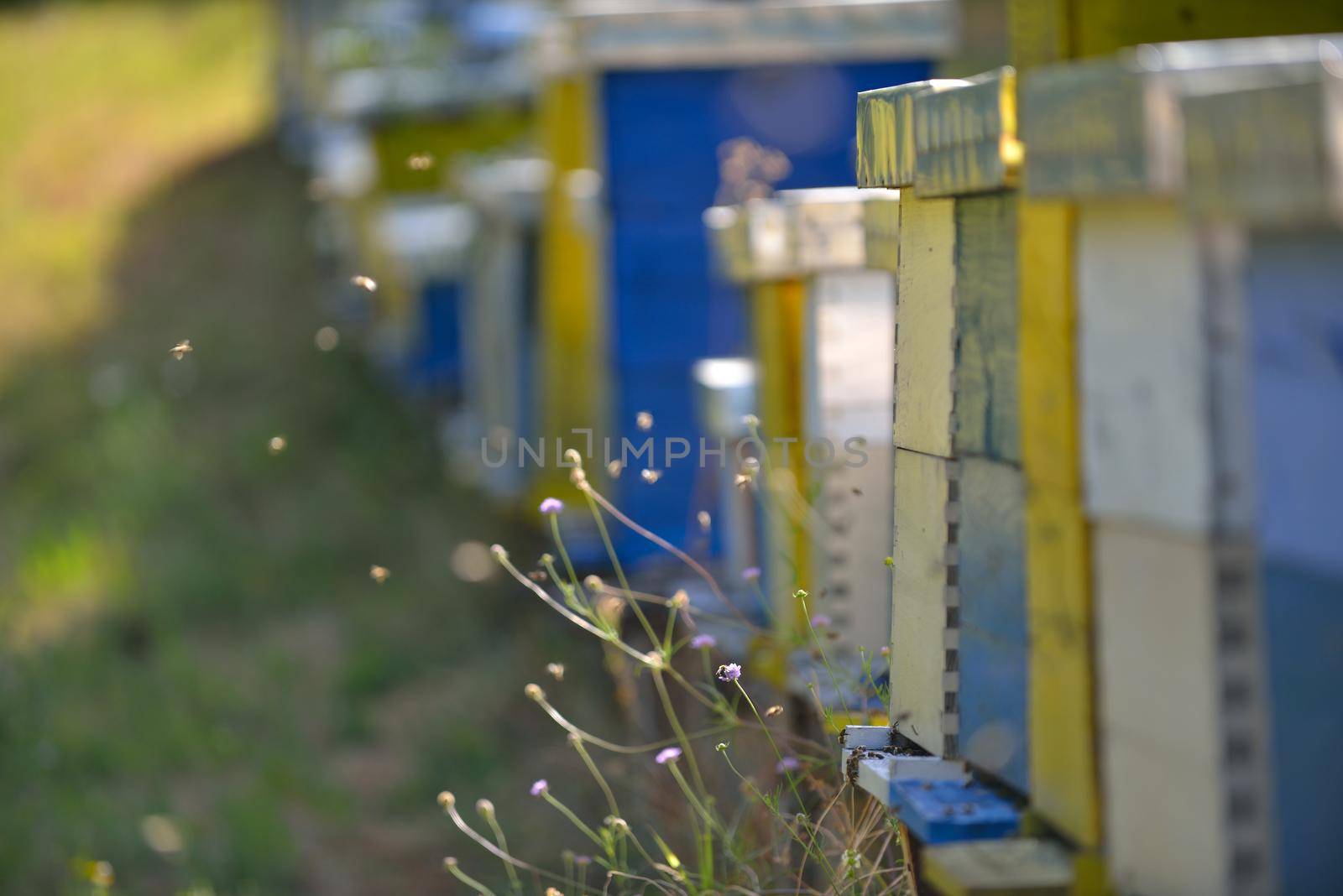 honey bee worker  farm animal  home in nature representing health medicine and organic food concept