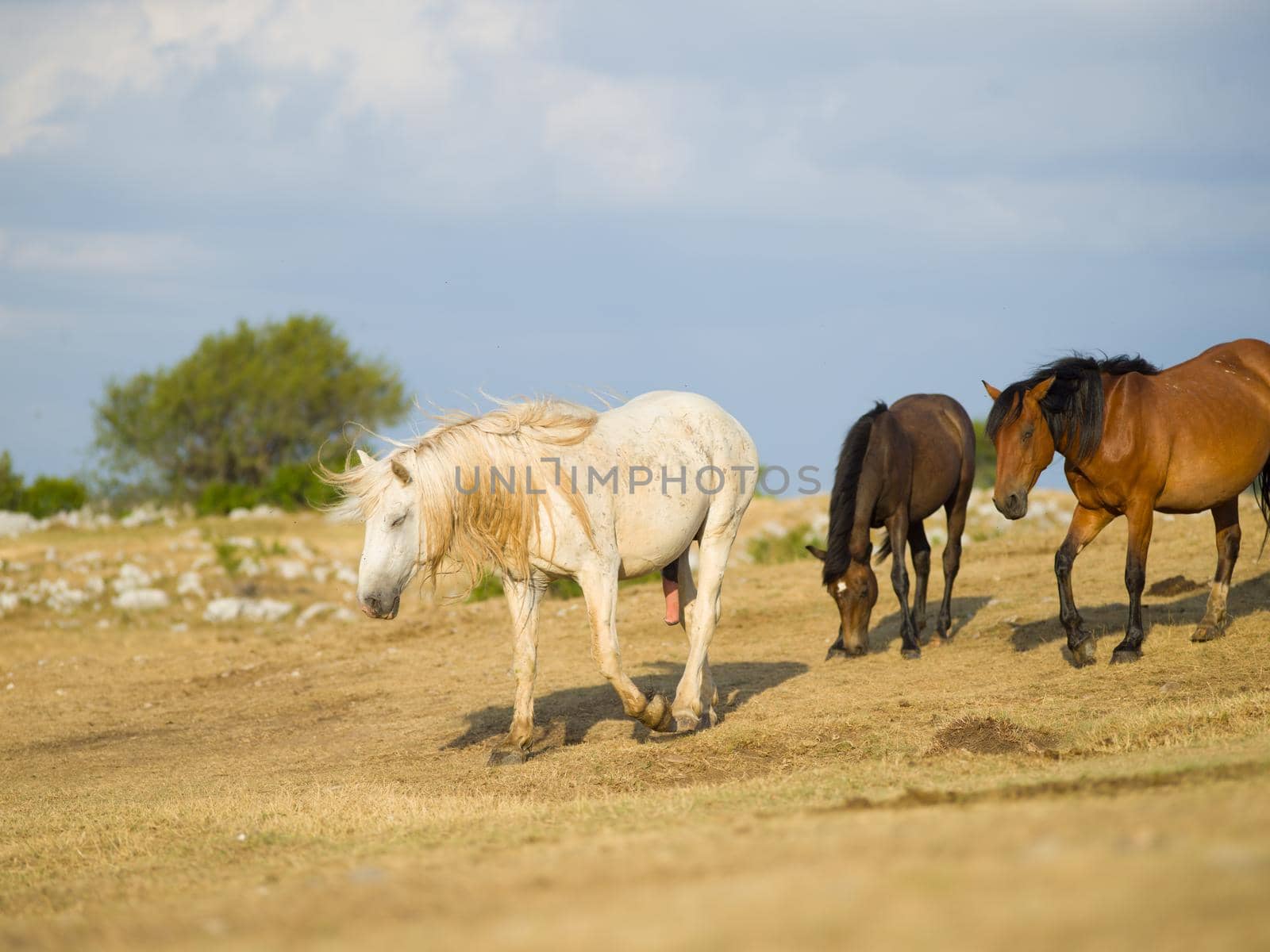 group of beautiful wild horses in nature