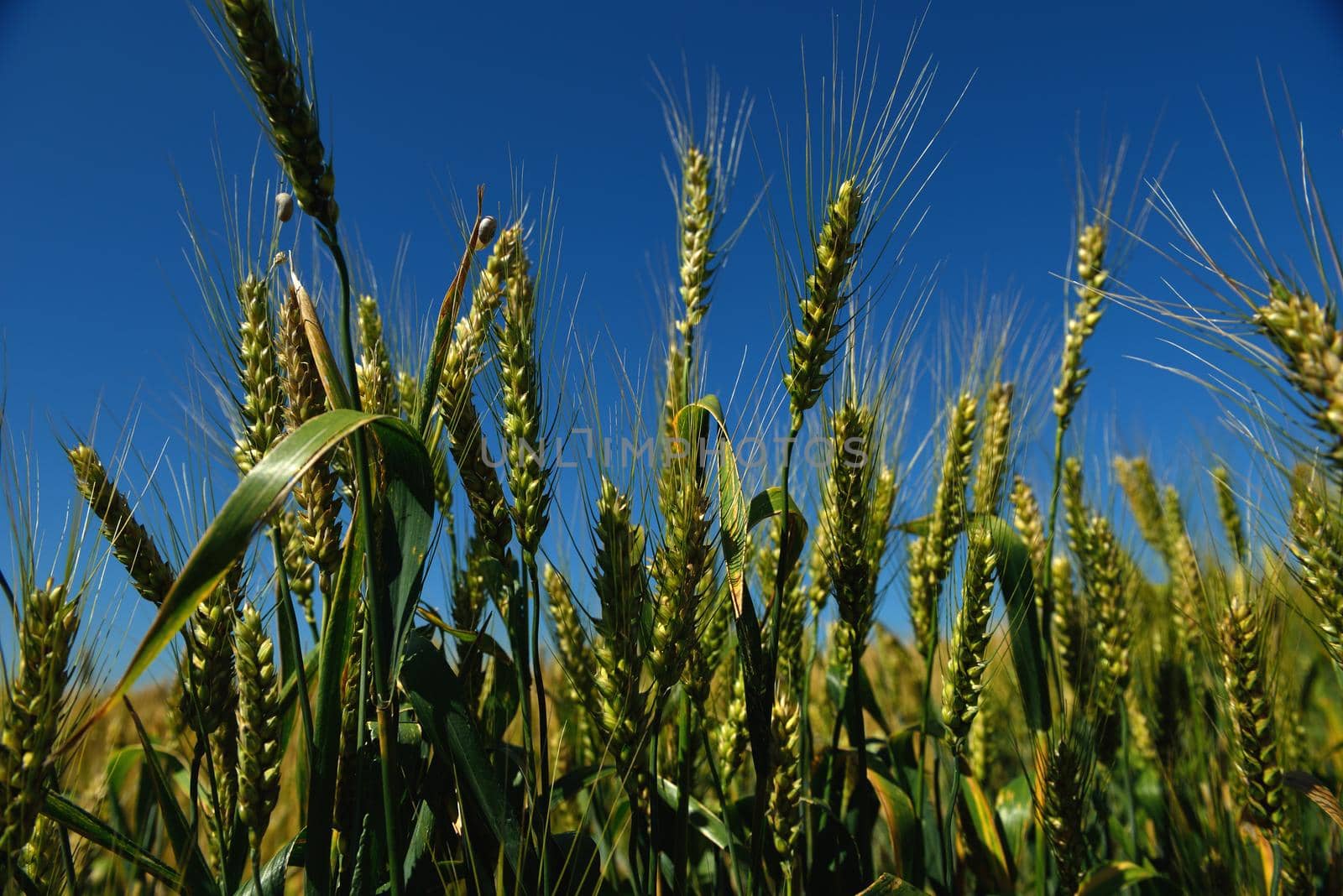 Golden wheat field with blue sky in background