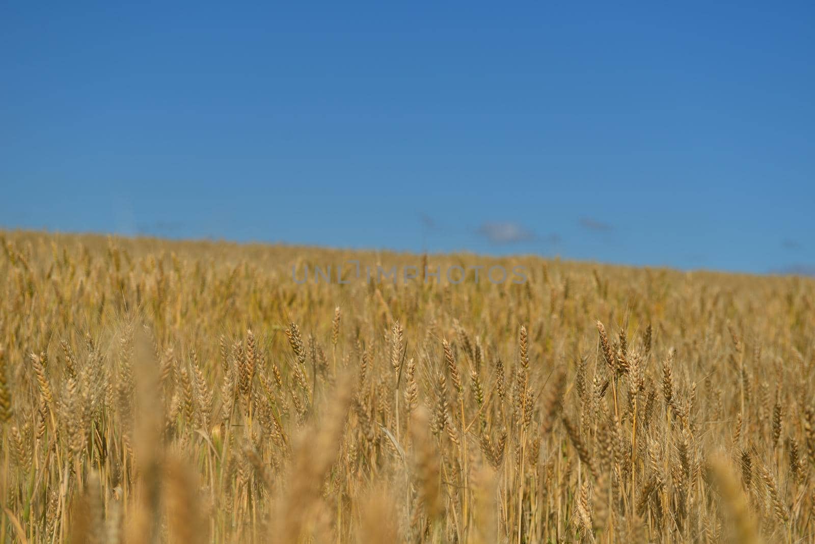 Golden wheat field with blue sky in background