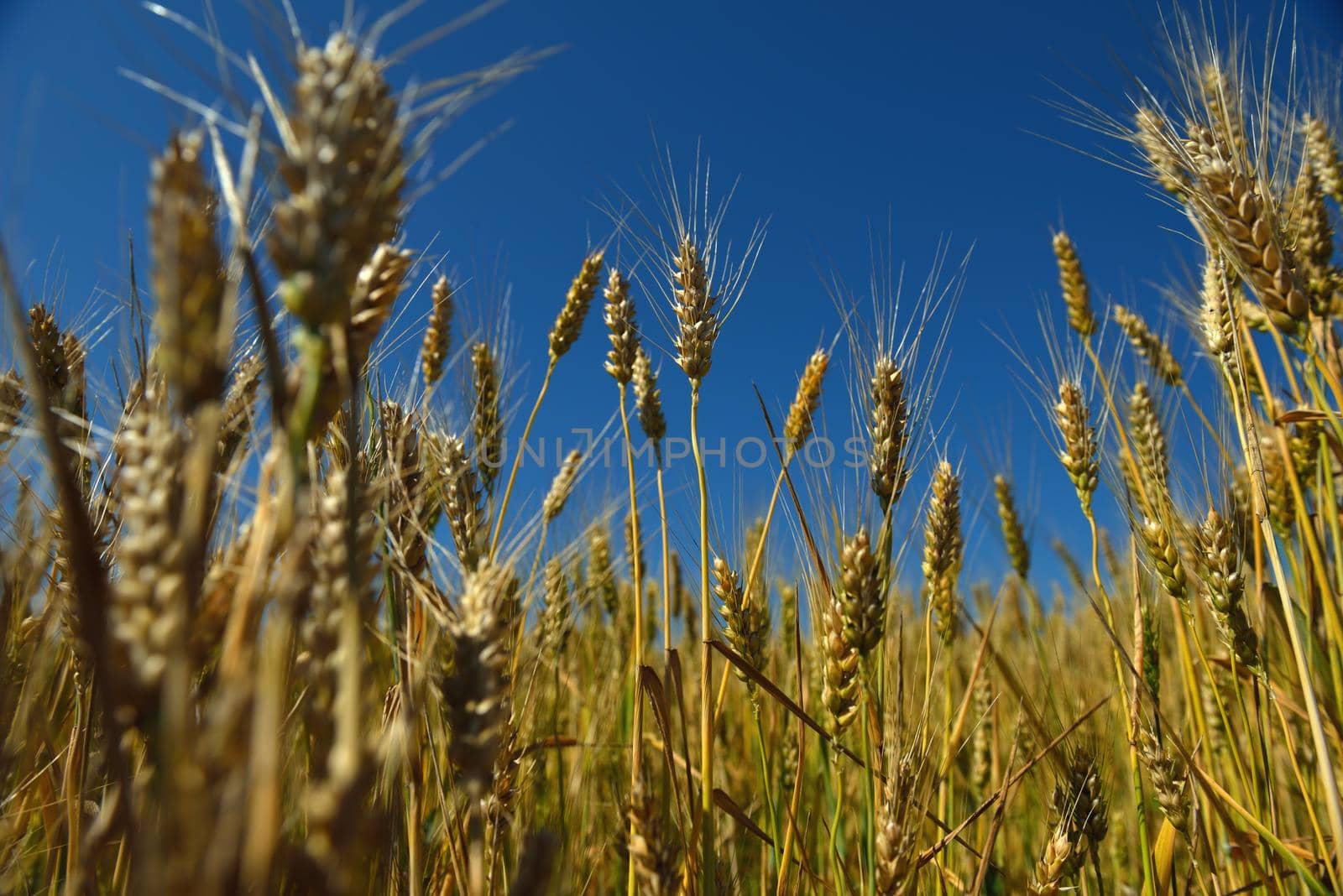 Golden wheat field with blue sky in background