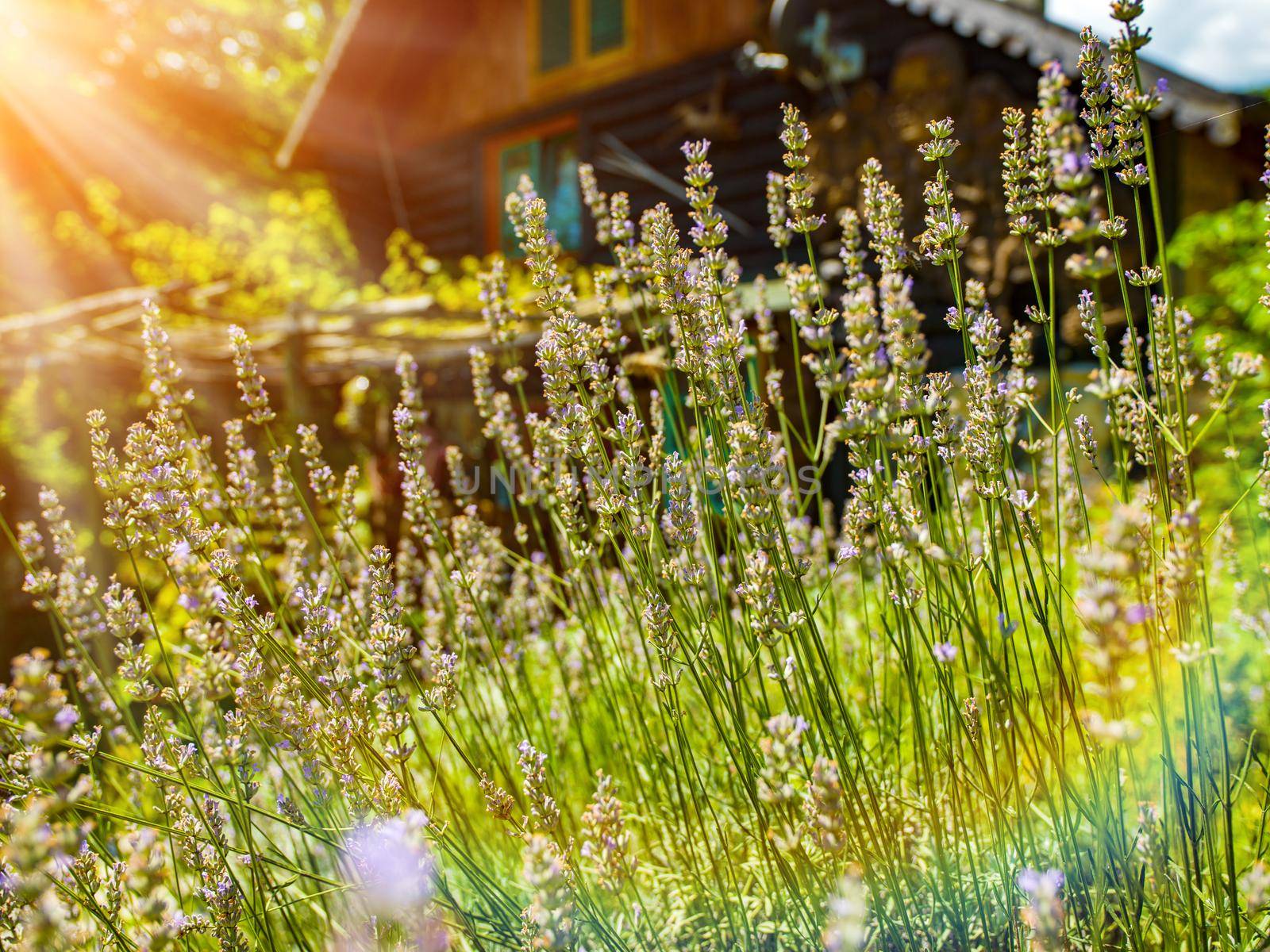 luxury family wooden  cotage house in forest with garden and colorful herbs