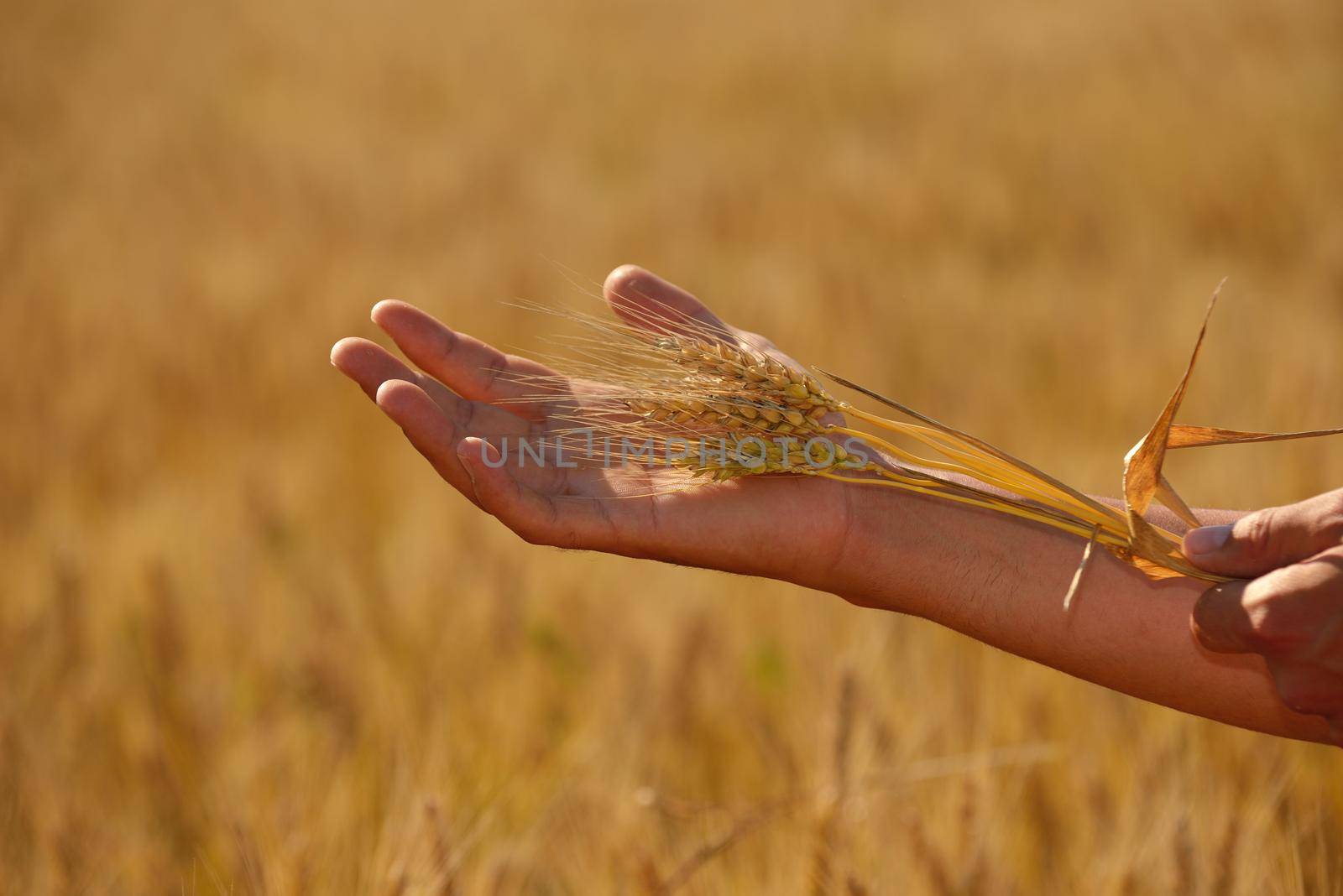 hand in wheat field by dotshock