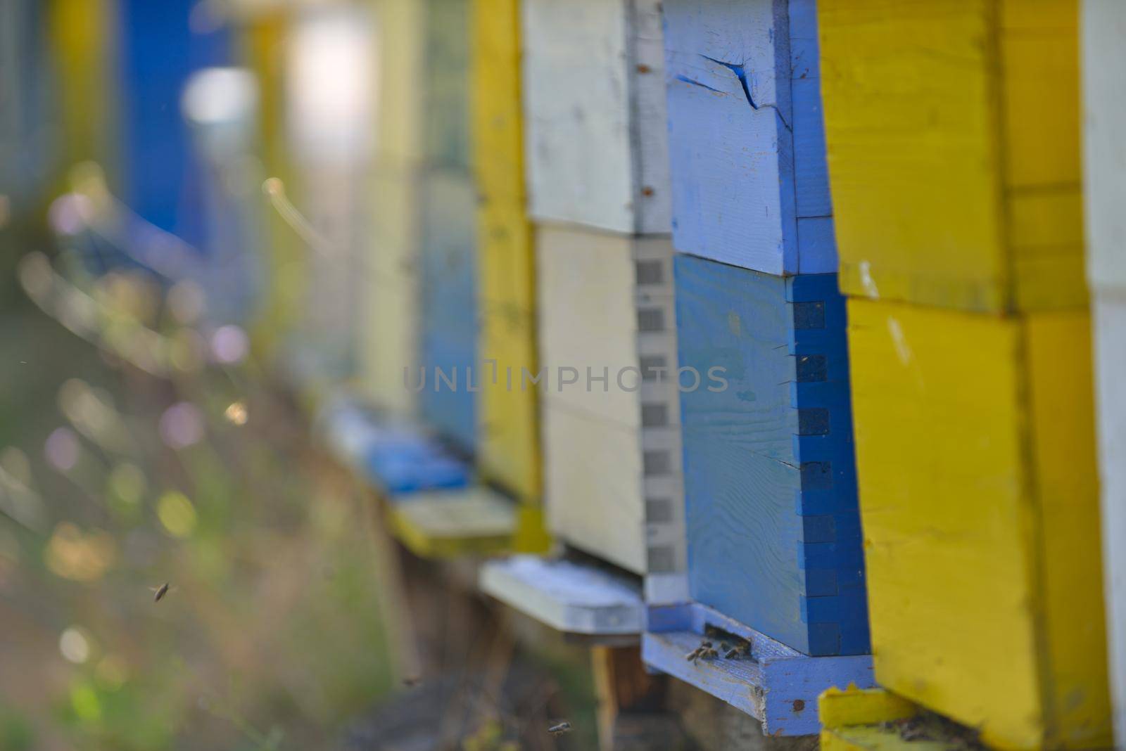 honey bee home in nature by dotshock