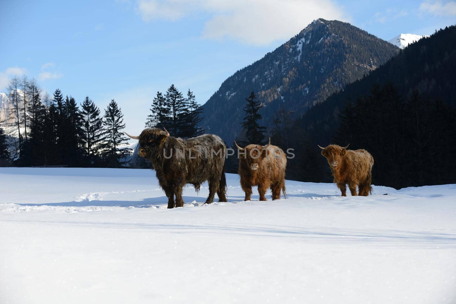 nature scene with cow animal at winter with snow  mountain landscape in background