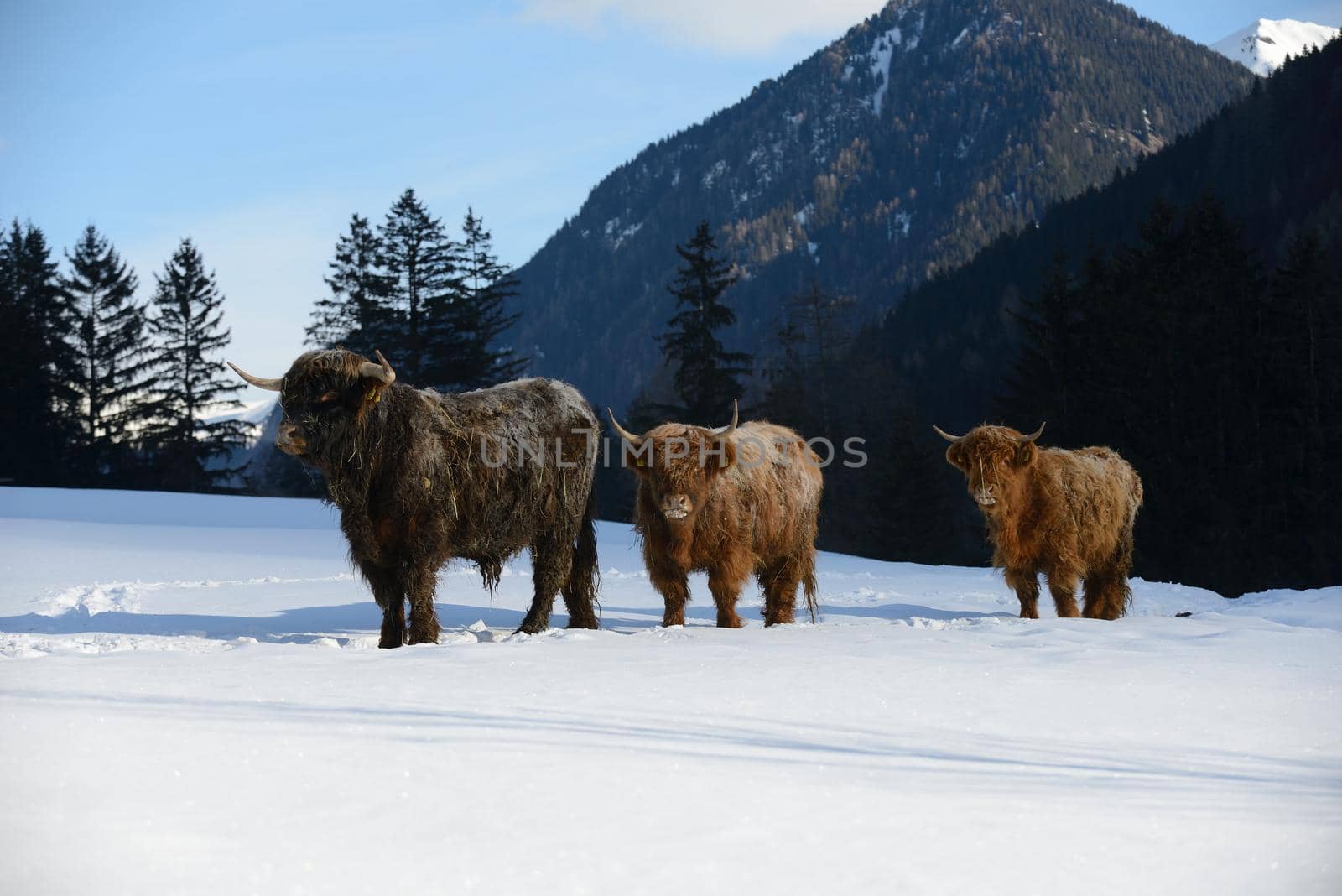 nature scene with cow animal at winter with snow  mountain landscape in background