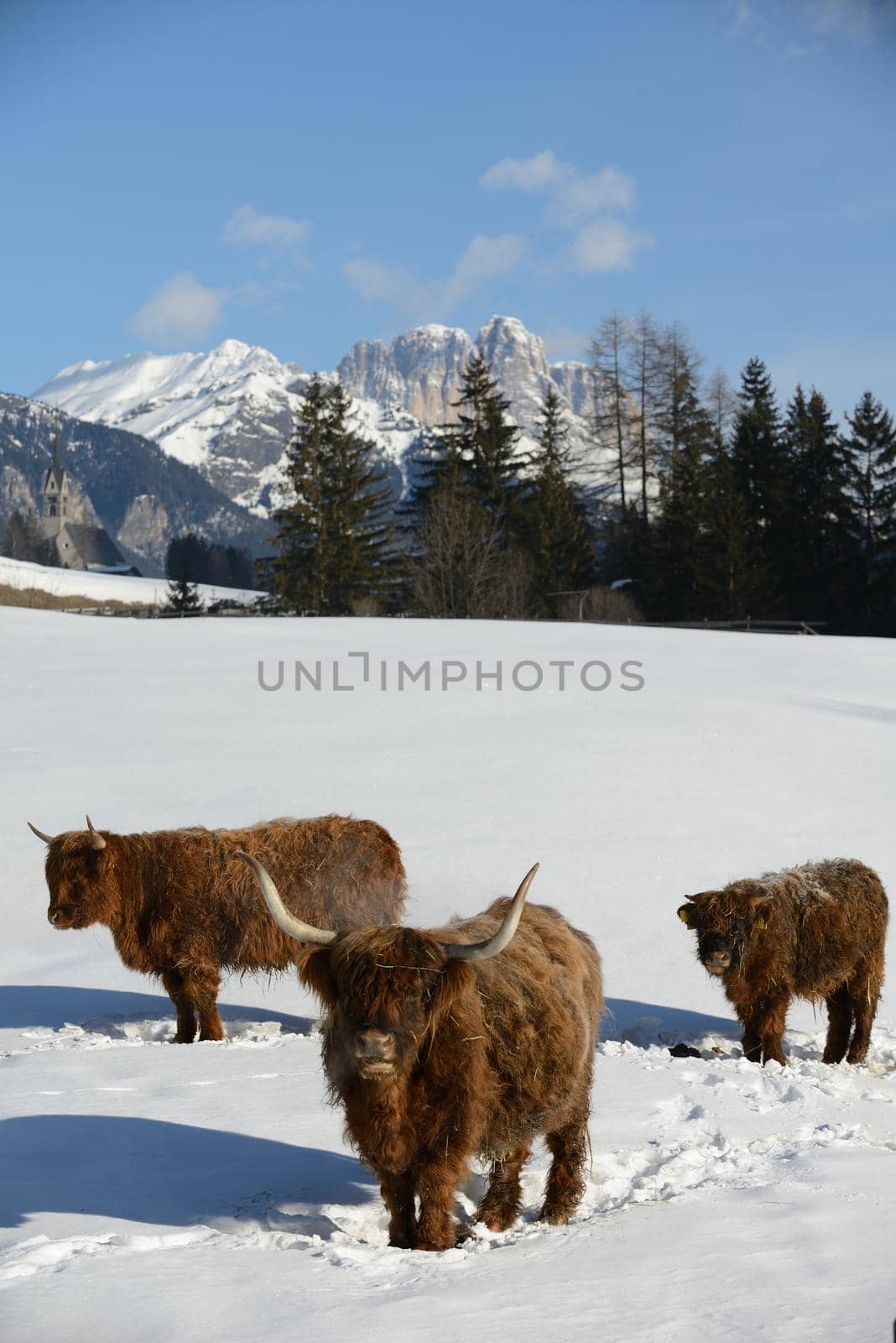 nature scene with cow animal at winter with snow  mountain landscape in background