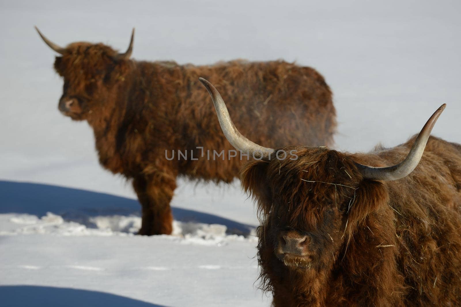 nature scene with cow animal at winter with snow  mountain landscape in background