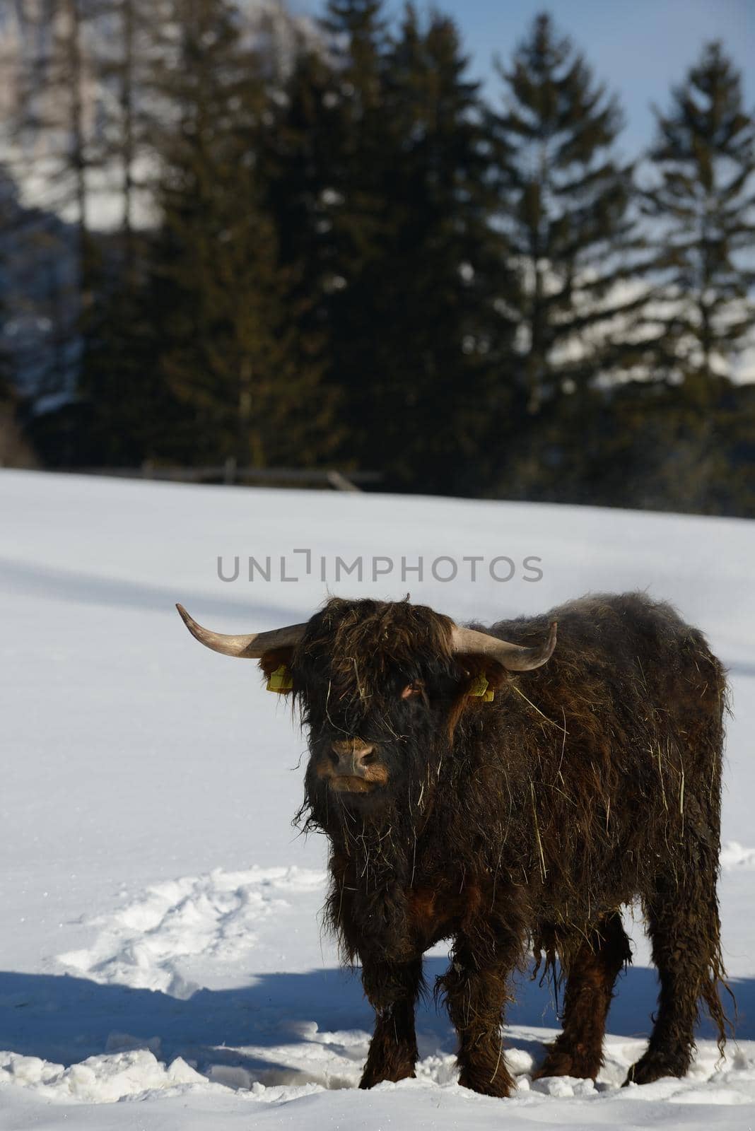cow animal at winter by dotshock