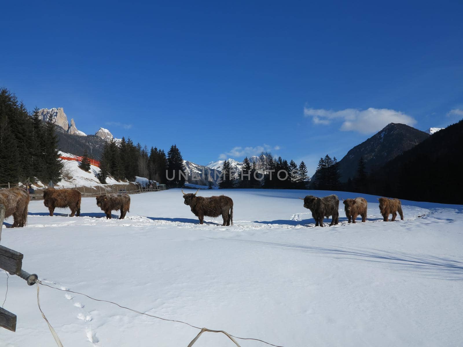 nature scene with cow animal at winter with snow  mountain landscape in background