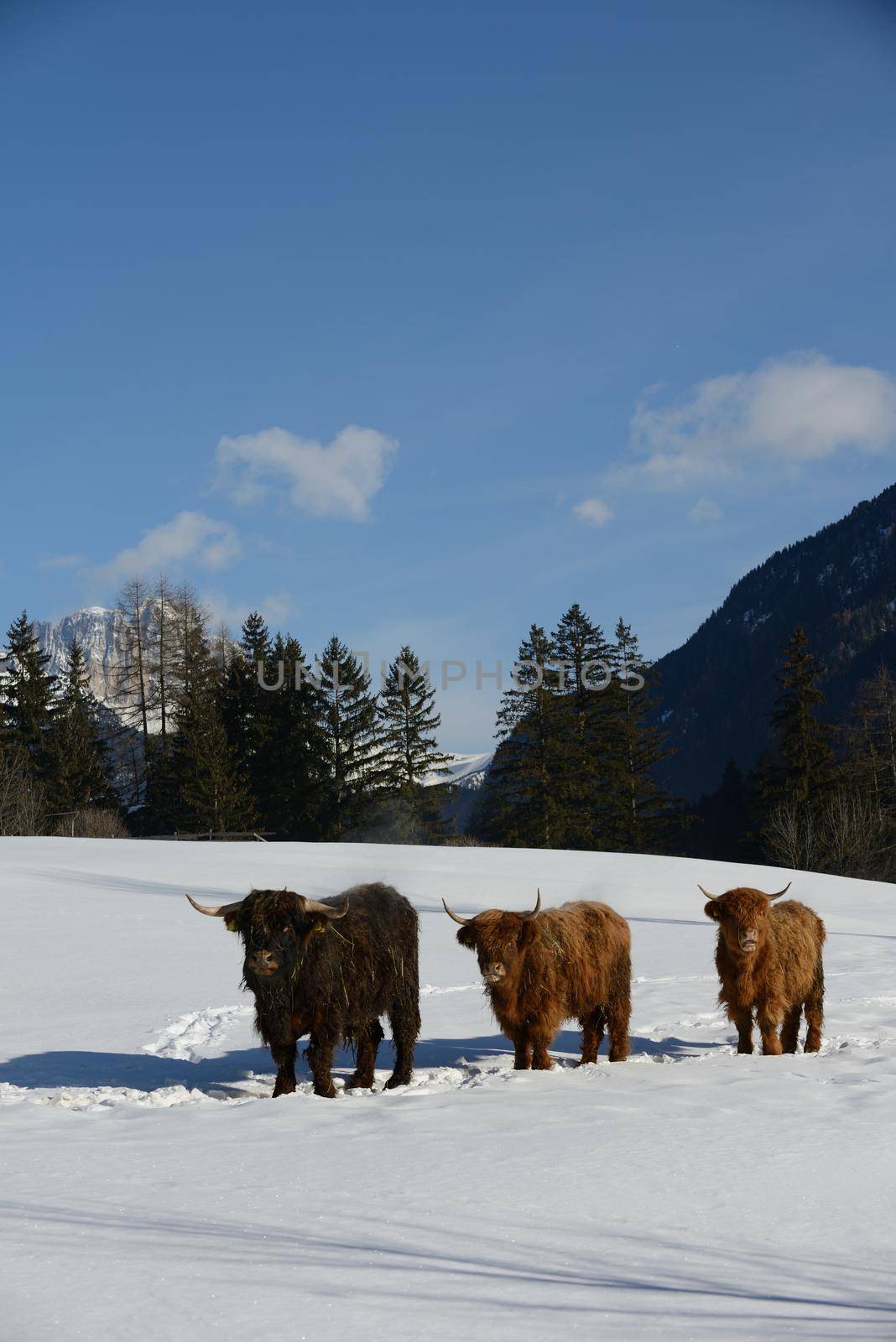 nature scene with cow animal at winter with snow  mountain landscape in background