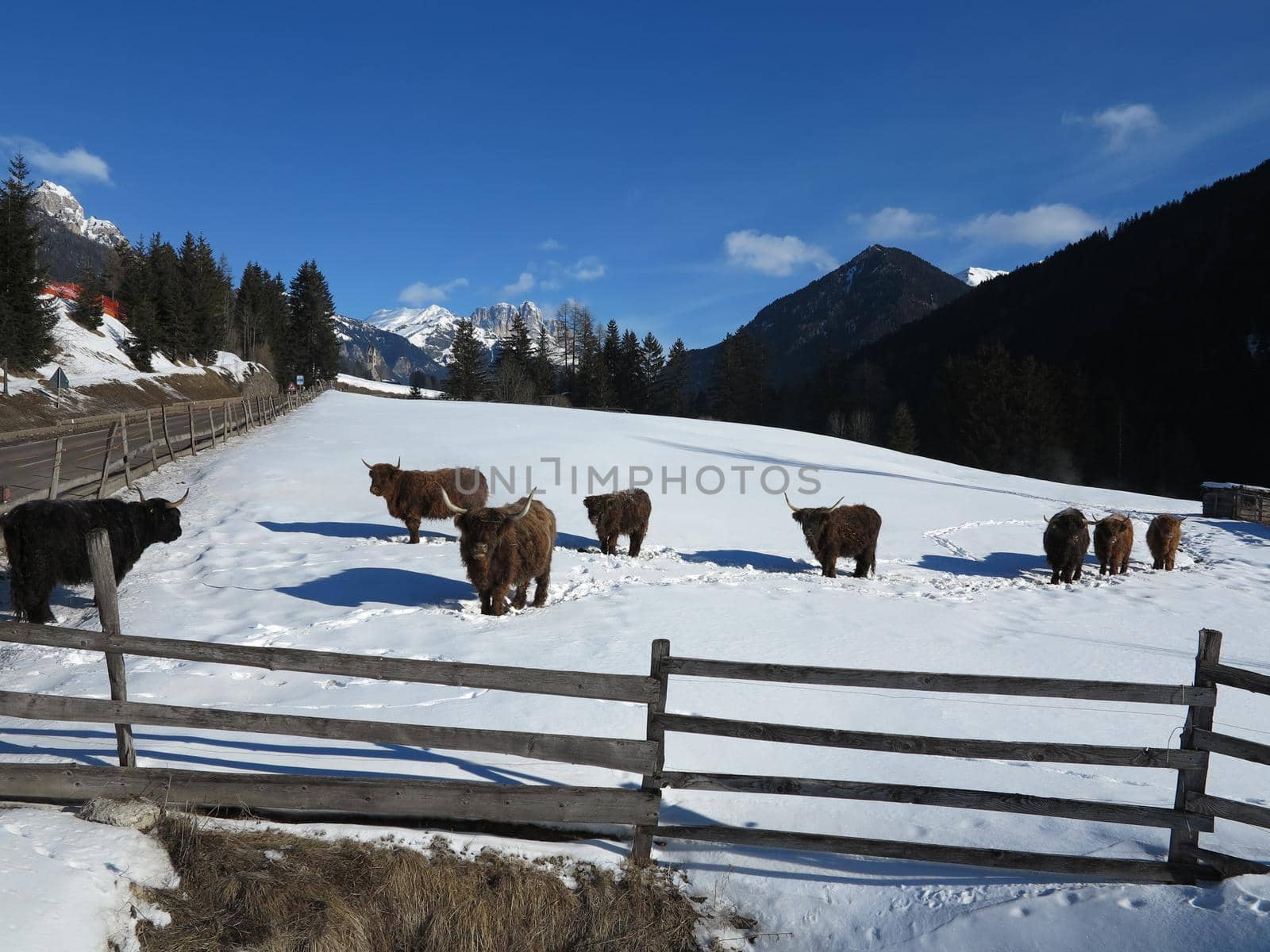 nature scene with cow animal at winter with snow  mountain landscape in background