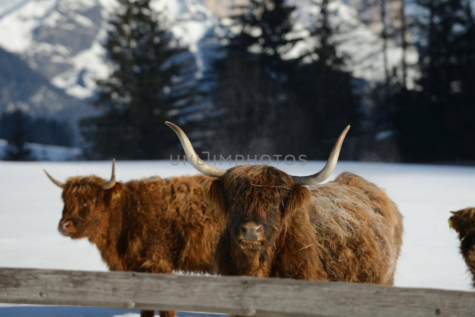 nature scene with cow animal at winter with snow  mountain landscape in background