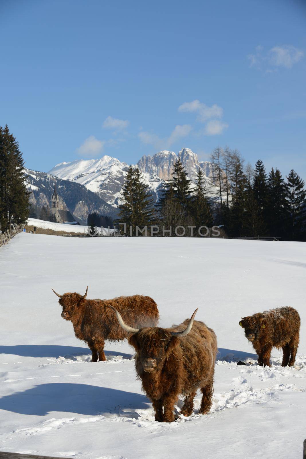 nature scene with cow animal at winter with snow  mountain landscape in background