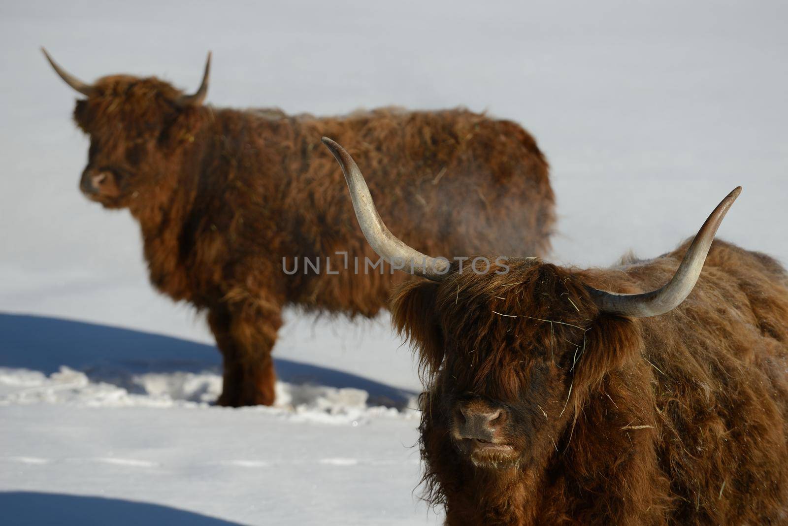 nature scene with cow animal at winter with snow  mountain landscape in background