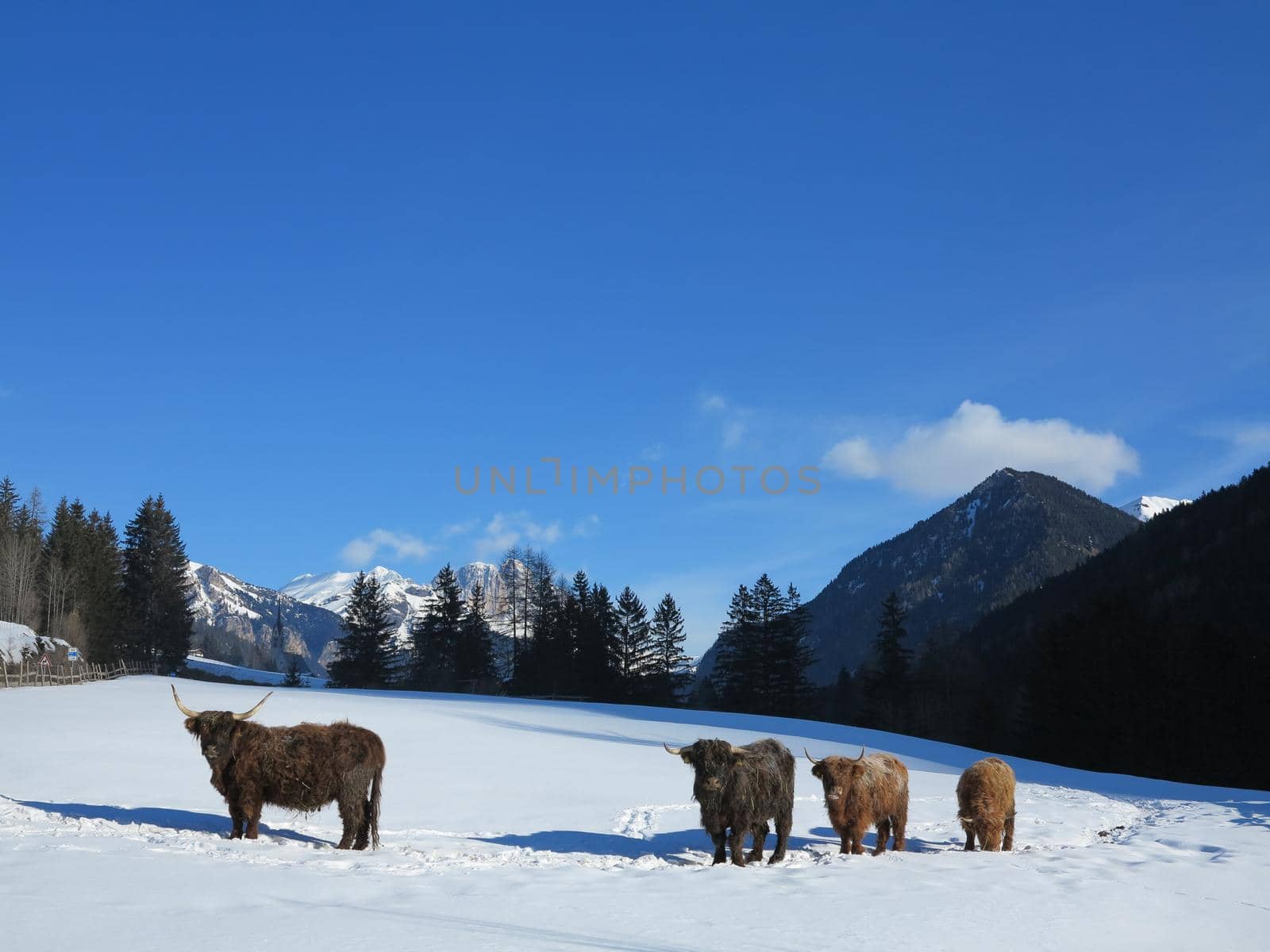 nature scene with cow animal at winter with snow  mountain landscape in background