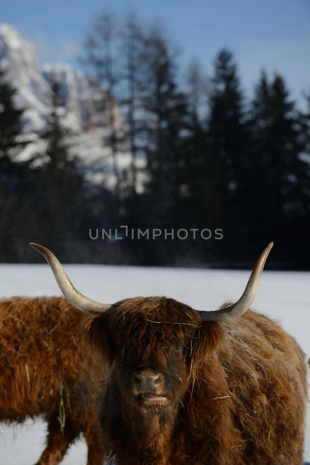 nature scene with cow animal at winter with snow  mountain landscape in background