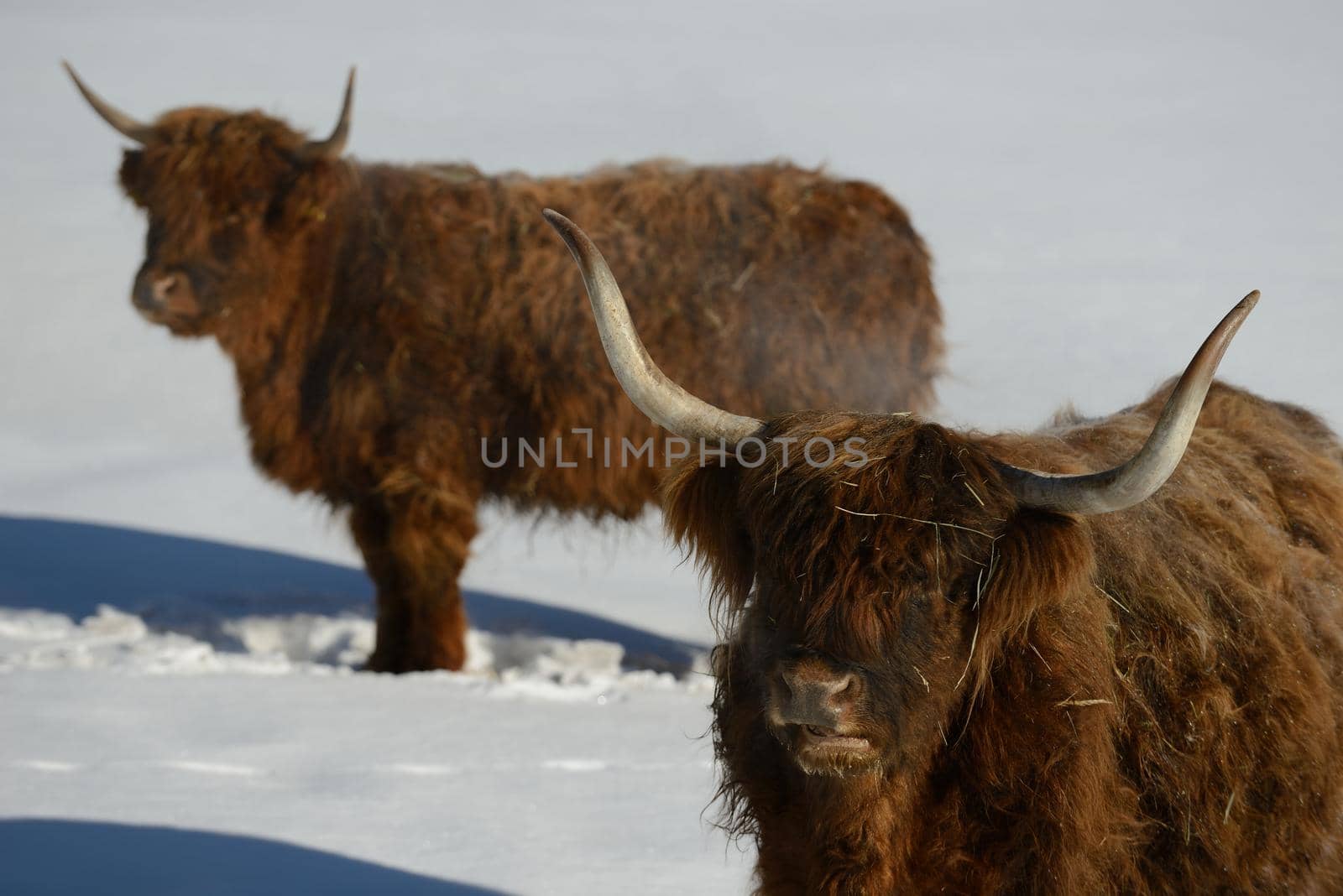 nature scene with cow animal at winter with snow  mountain landscape in background