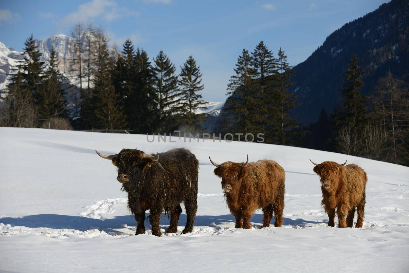 nature scene with cow animal at winter with snow  mountain landscape in background