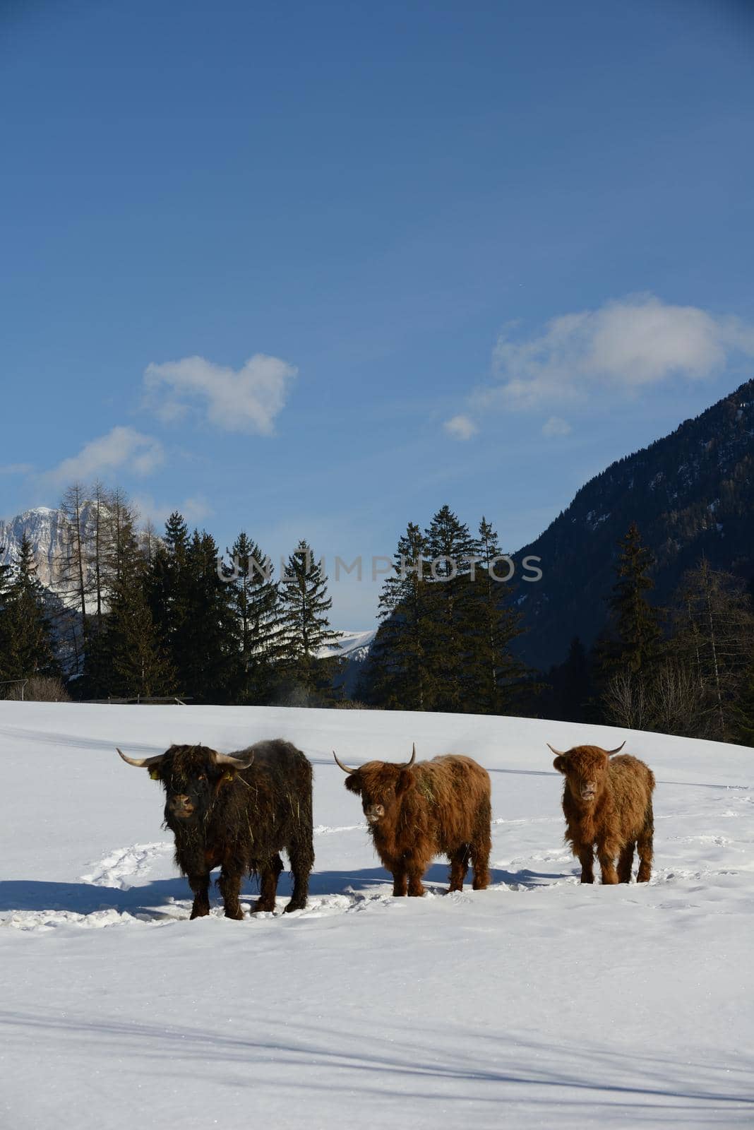 nature scene with cow animal at winter with snow  mountain landscape in background