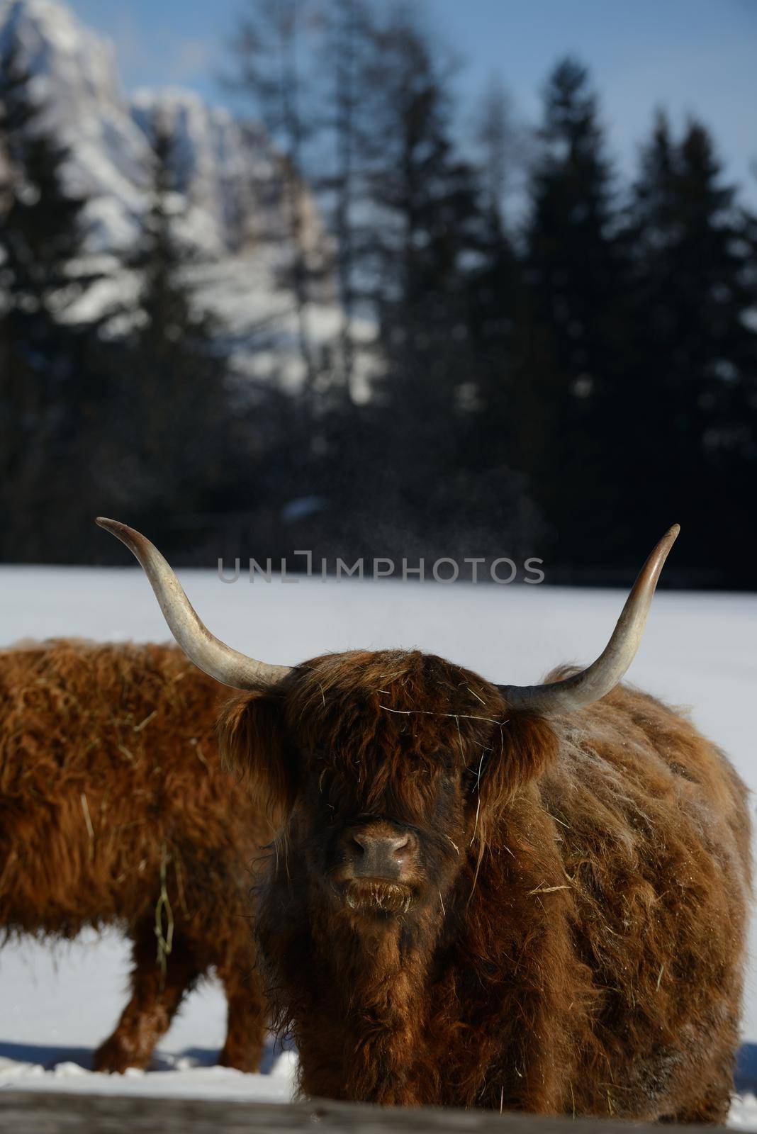 nature scene with cow animal at winter with snow  mountain landscape in background