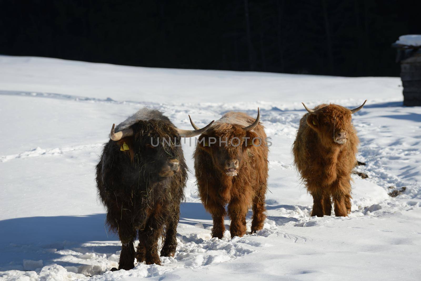 nature scene with cow animal at winter with snow  mountain landscape in background