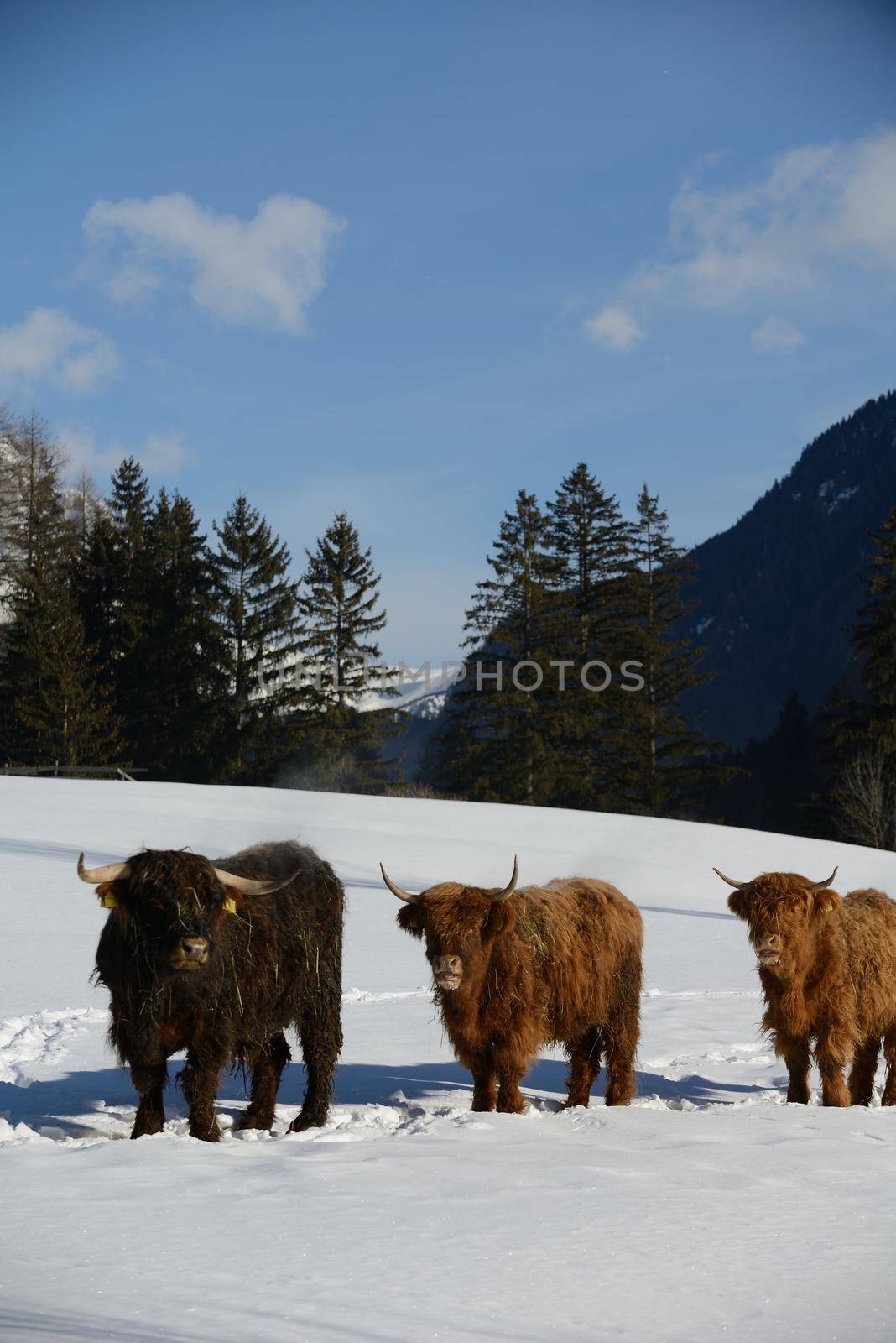 nature scene with cow animal at winter with snow  mountain landscape in background